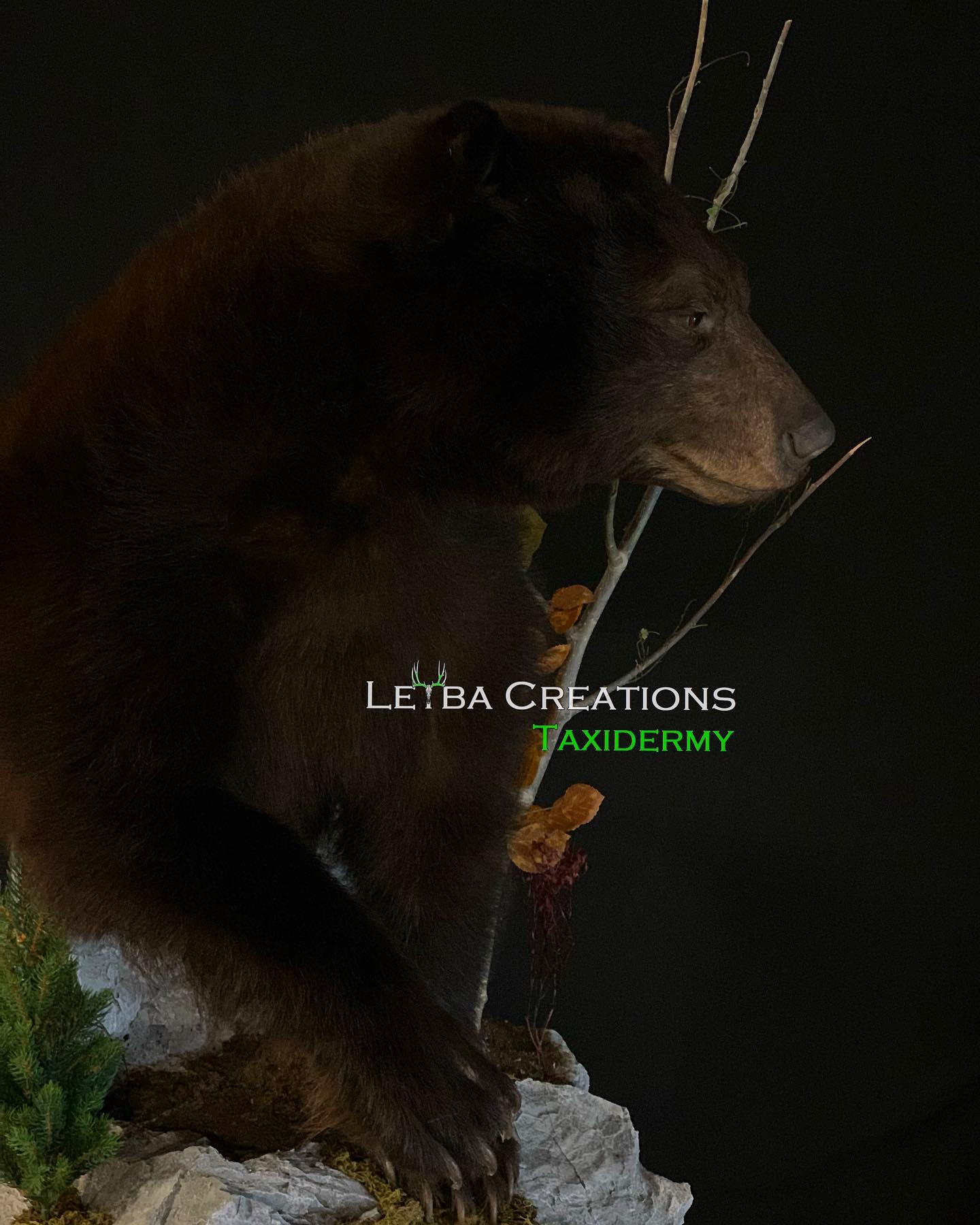 A black bear is sitting on top of a rock.