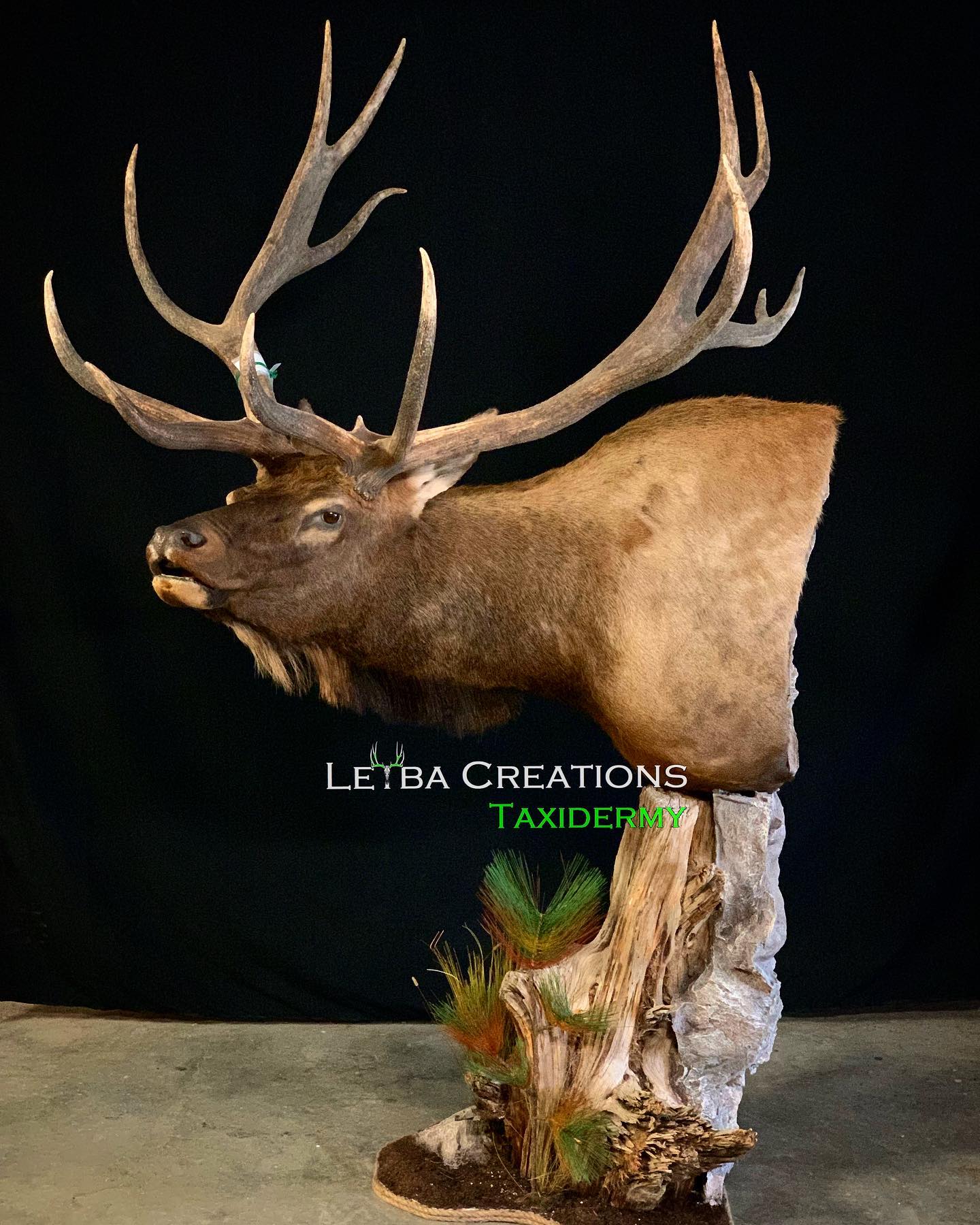 A stuffed elk head is sitting on a rock.