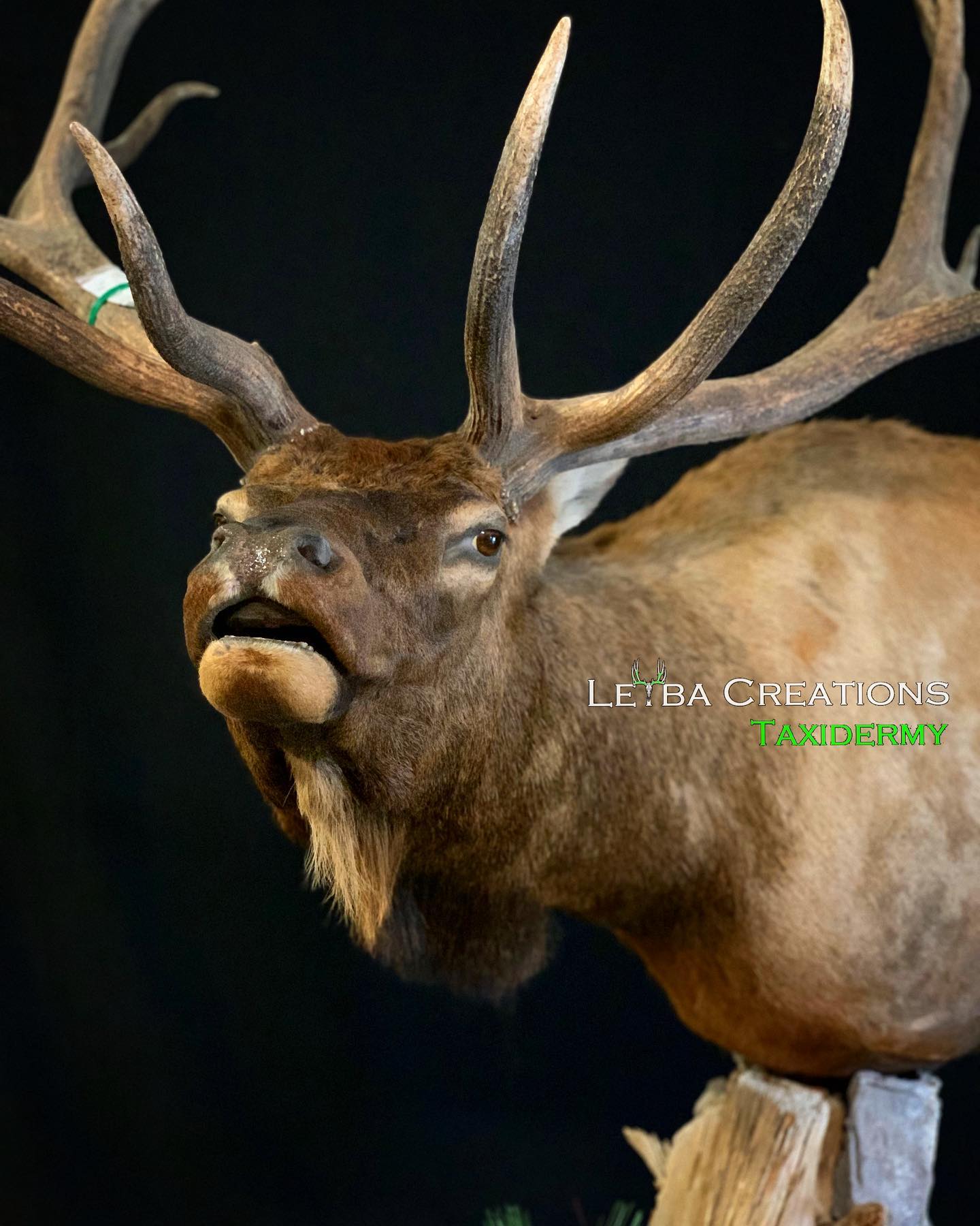 A close up of a stuffed elk with its mouth open