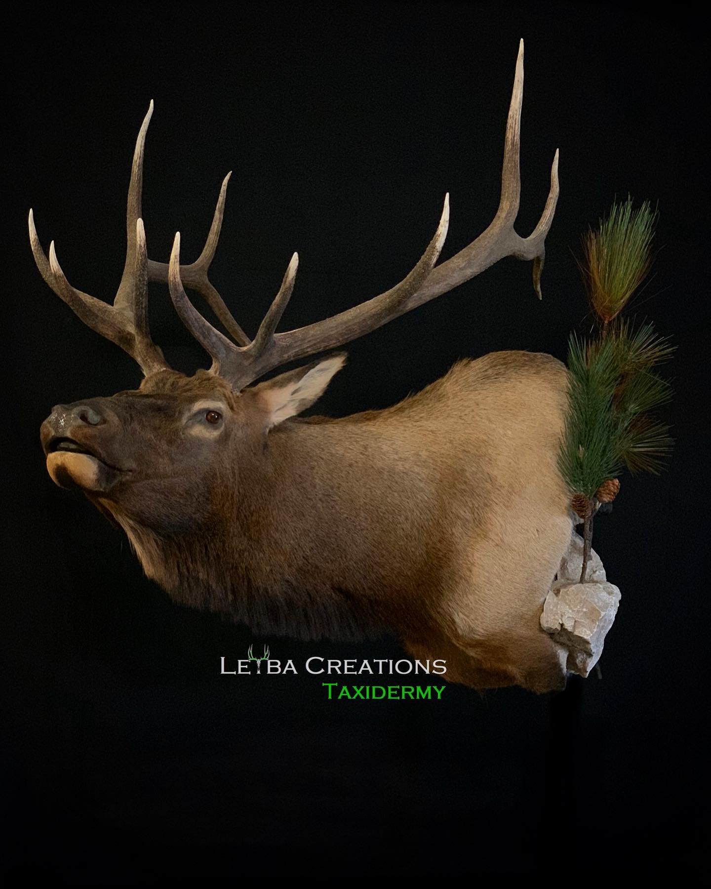 A close up of a deer head on a black background.