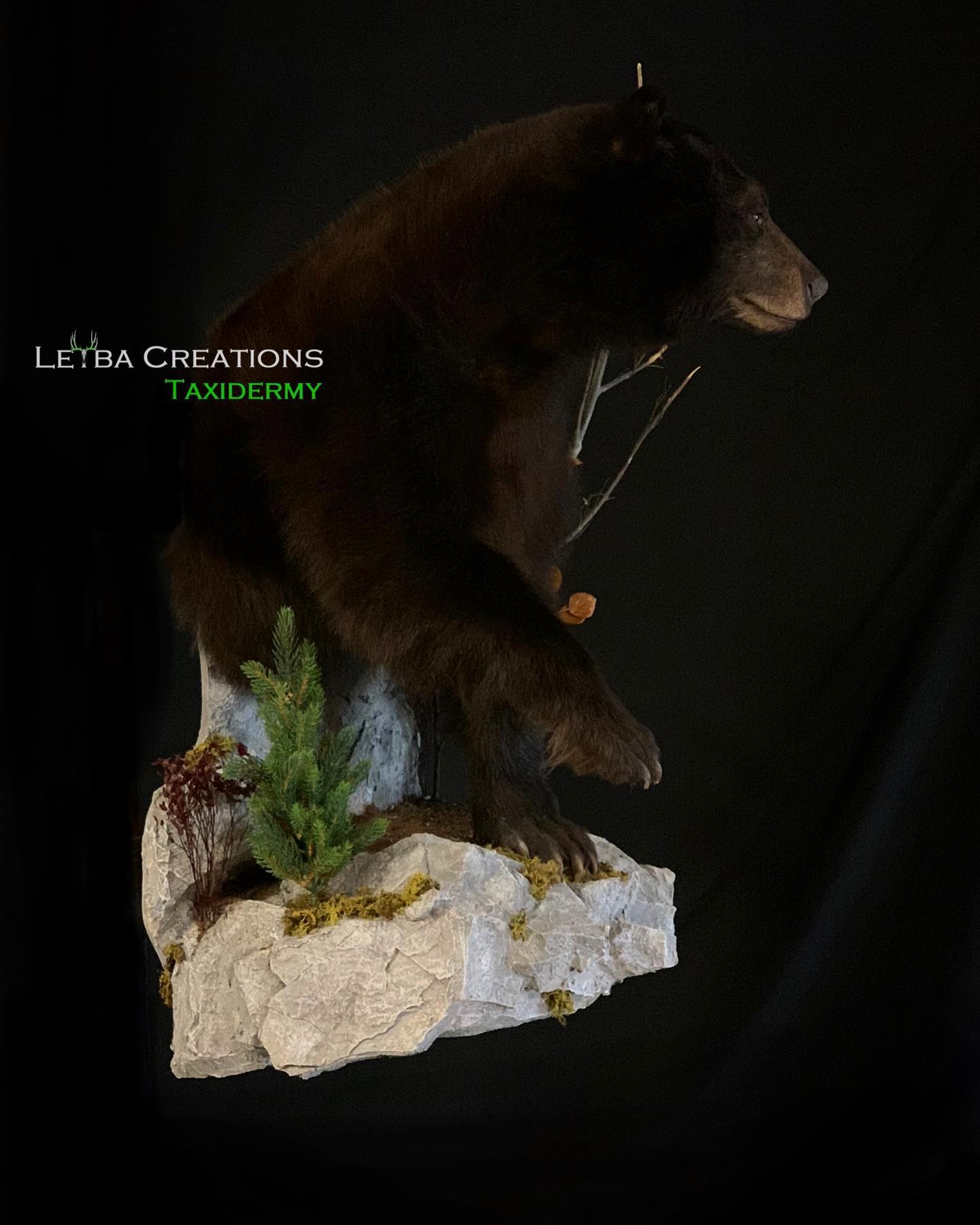 A black bear is sitting on top of a rock.
