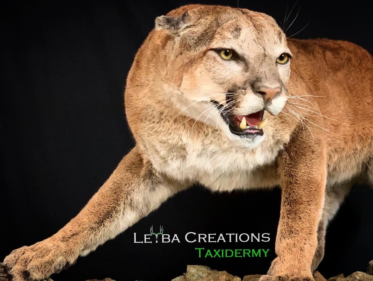 A stuffed mountain lion with its mouth open on a black background.