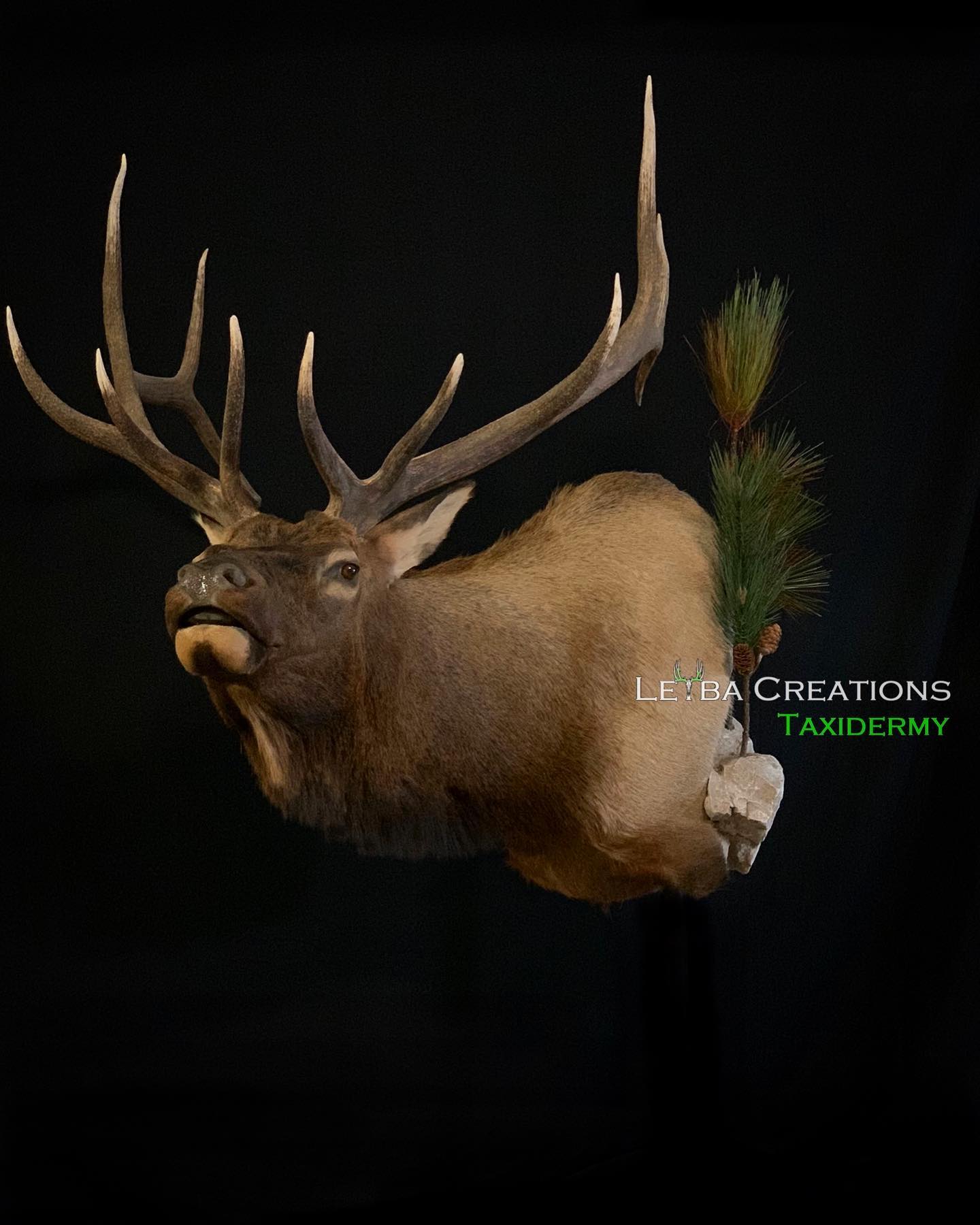 A close up of a deer head with antlers on a black background.