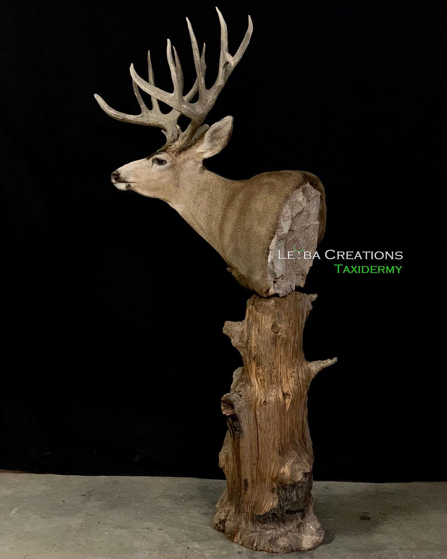 A deer head is sitting on top of a tree stump.