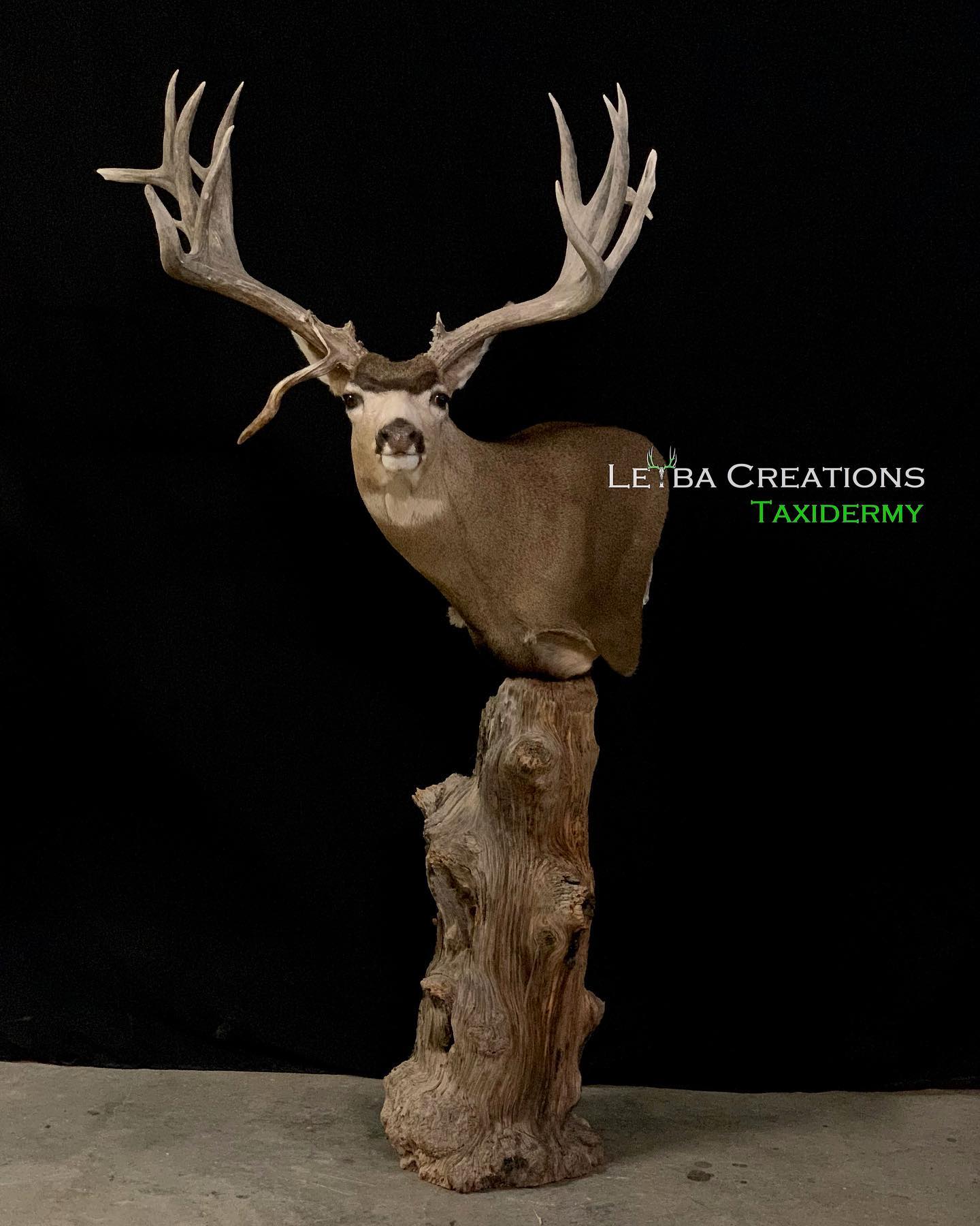 A deer head is sitting on top of a tree stump.