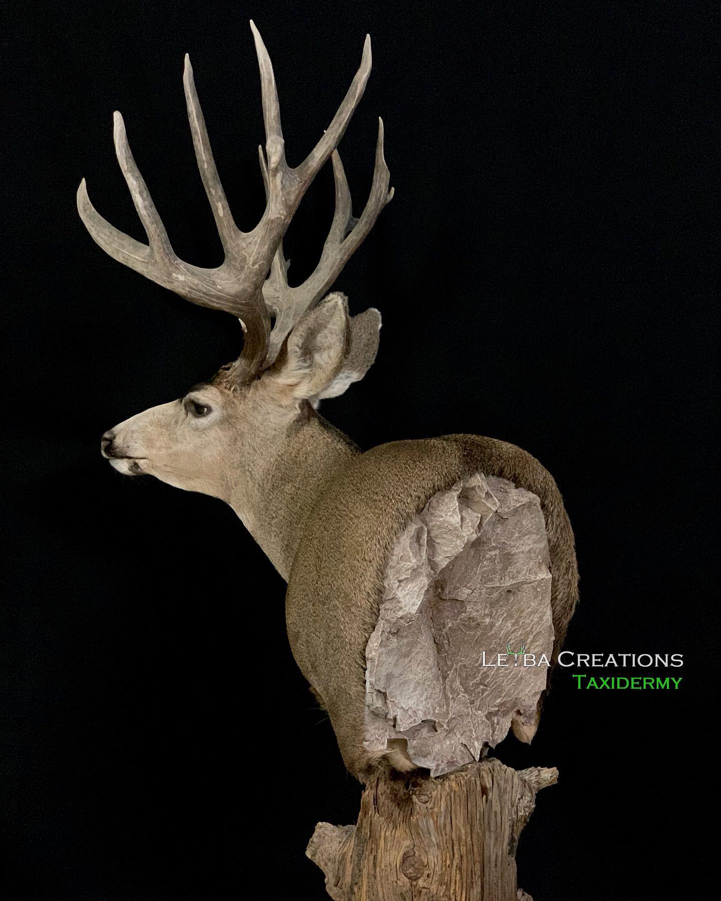 A deer head is sitting on top of a tree stump.