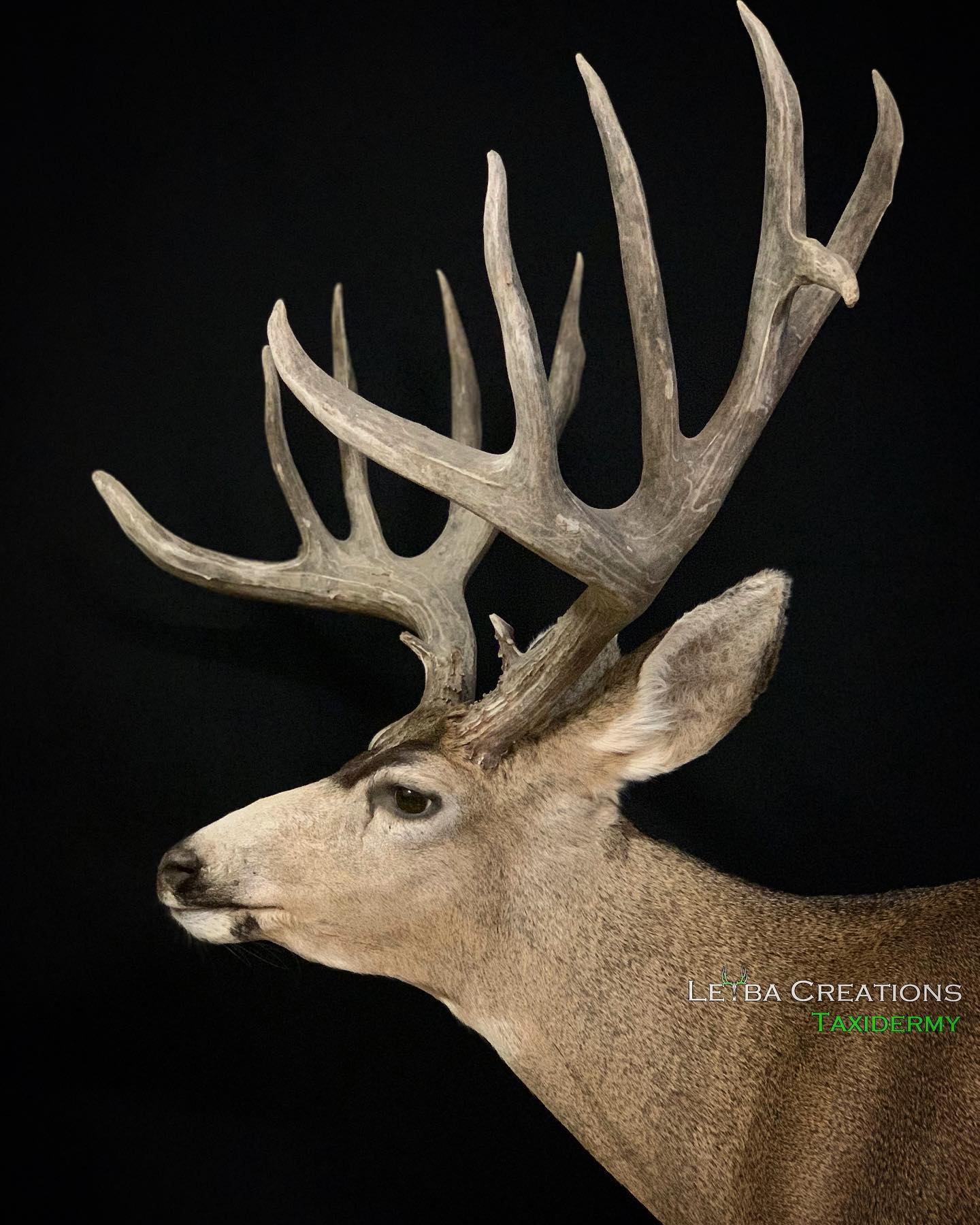 A close up of a deer 's head with antlers on a black background.