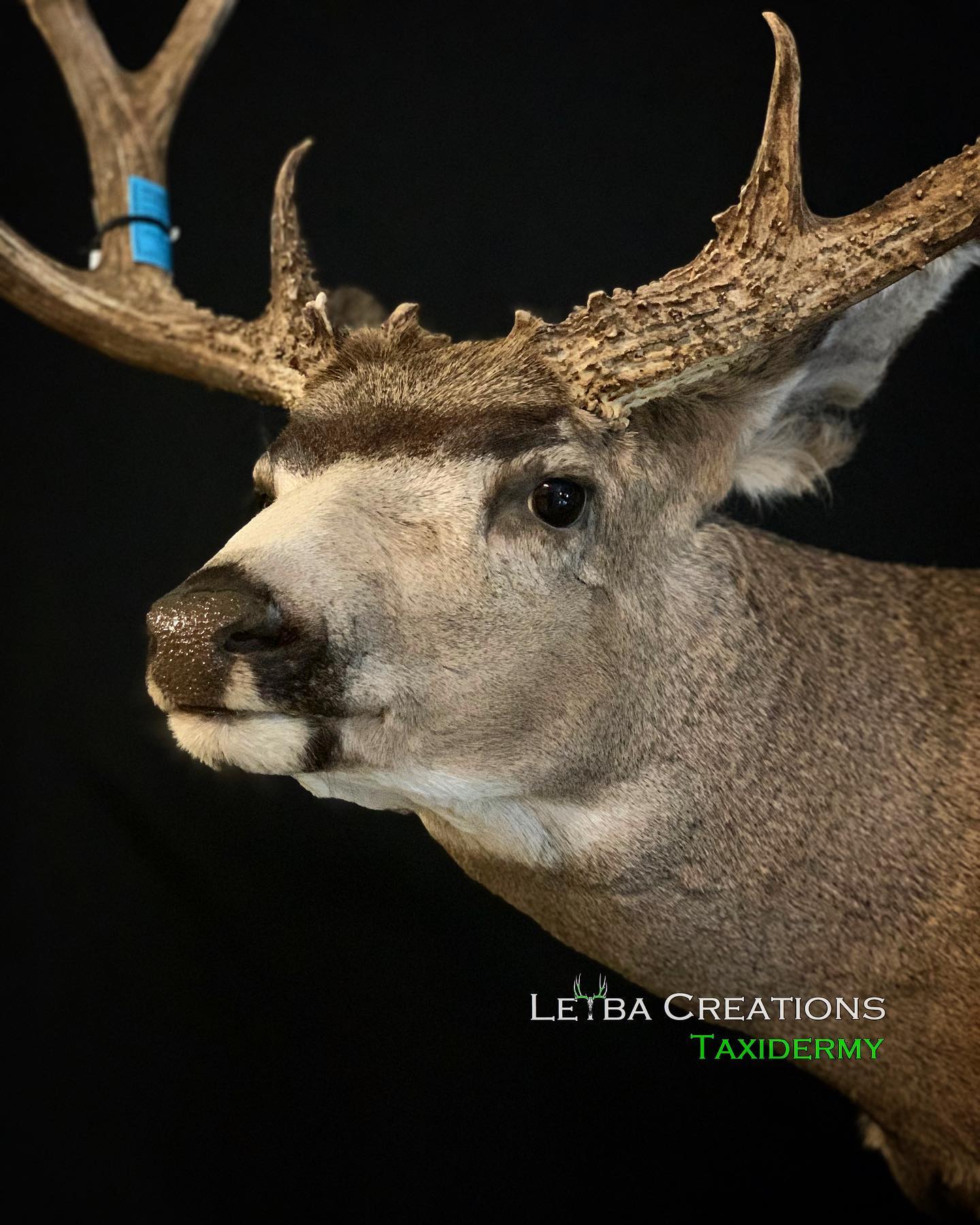 A close up of a deer head with antlers on a black background.