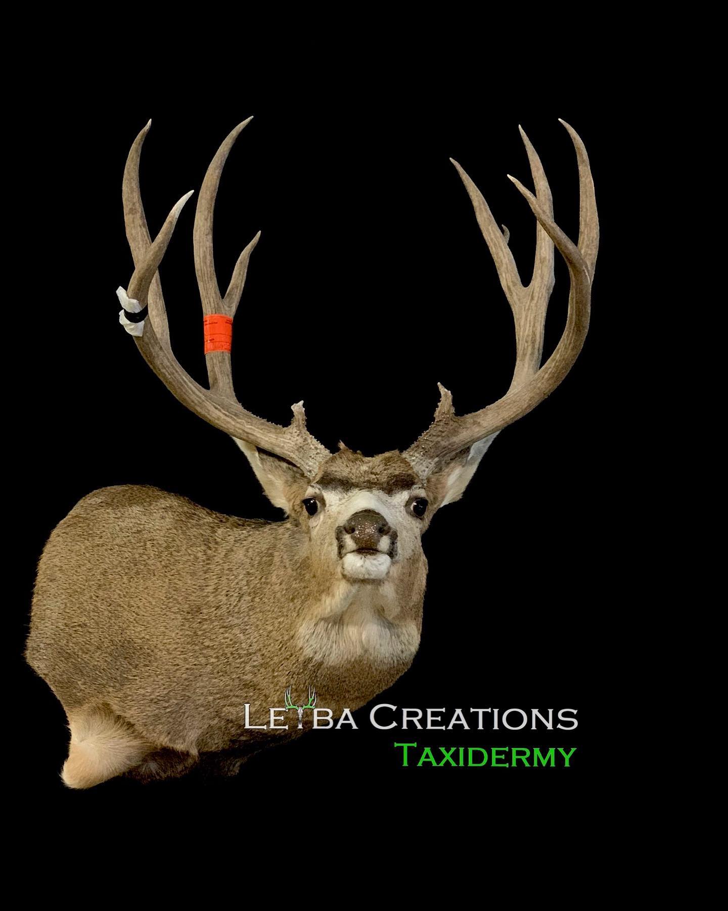 A deer with antlers is laying down on a black background.