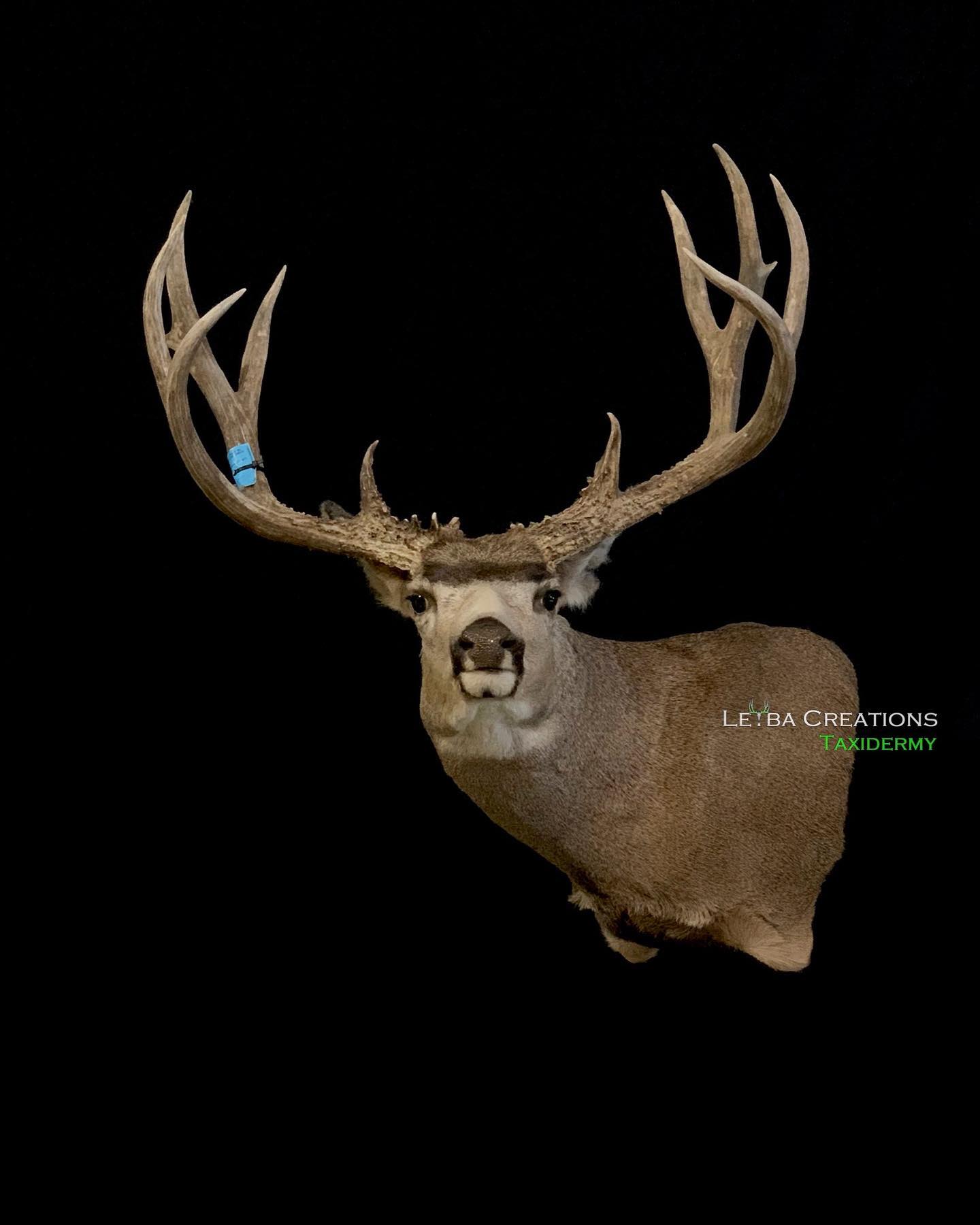 A close up of a deer head with antlers on a black background.