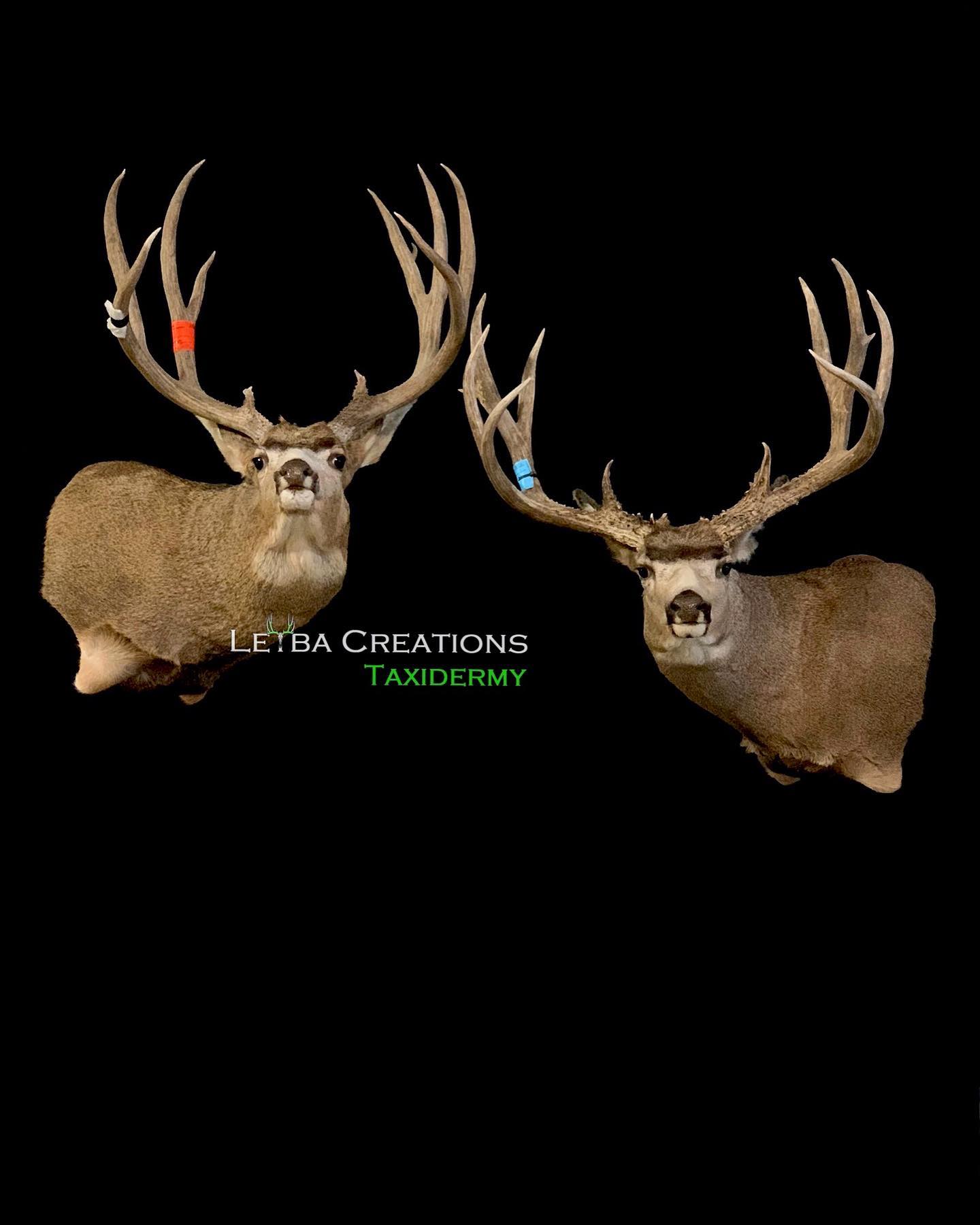 Two deer heads with antlers on a black background.