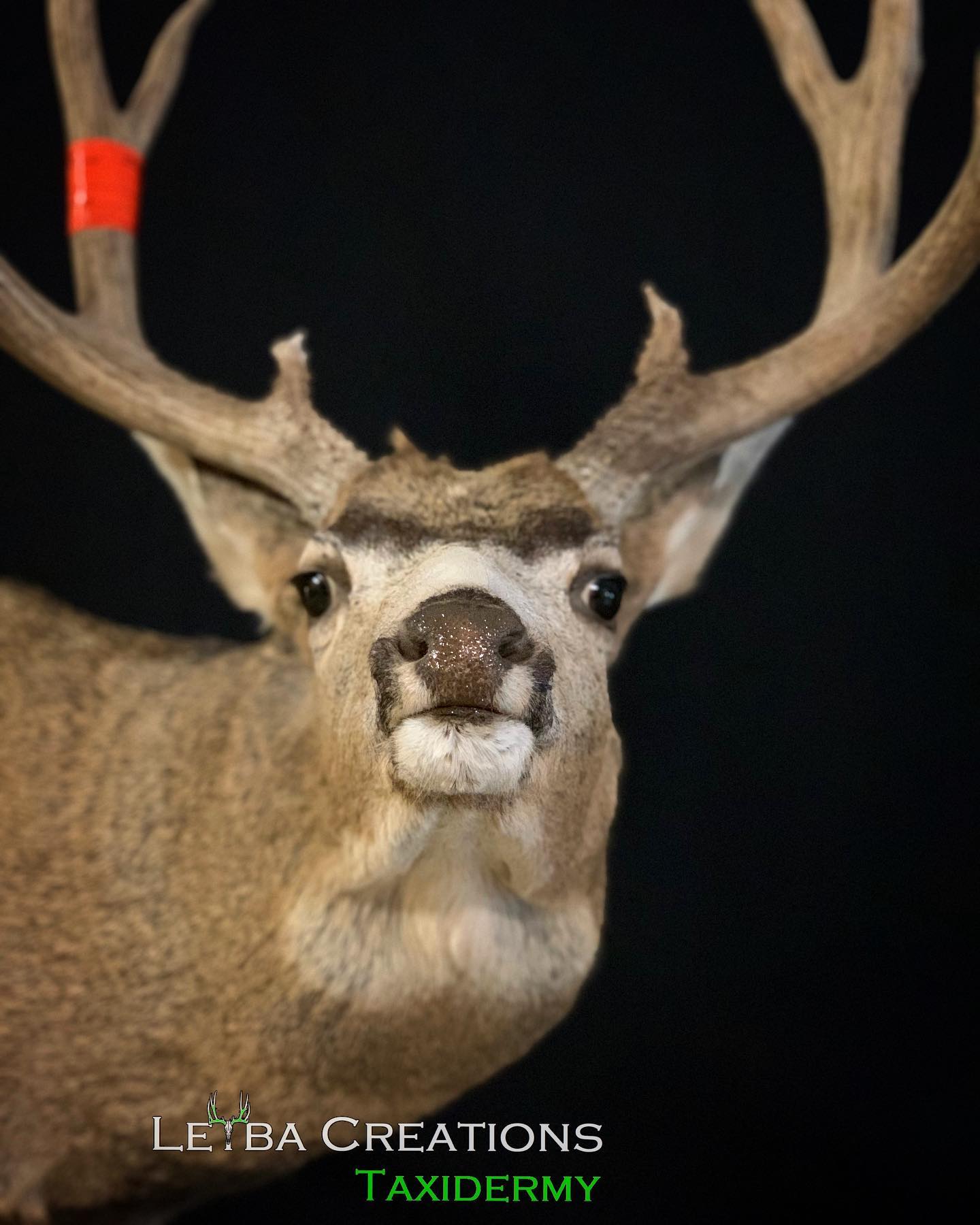 A close up of a taxidermy deer head