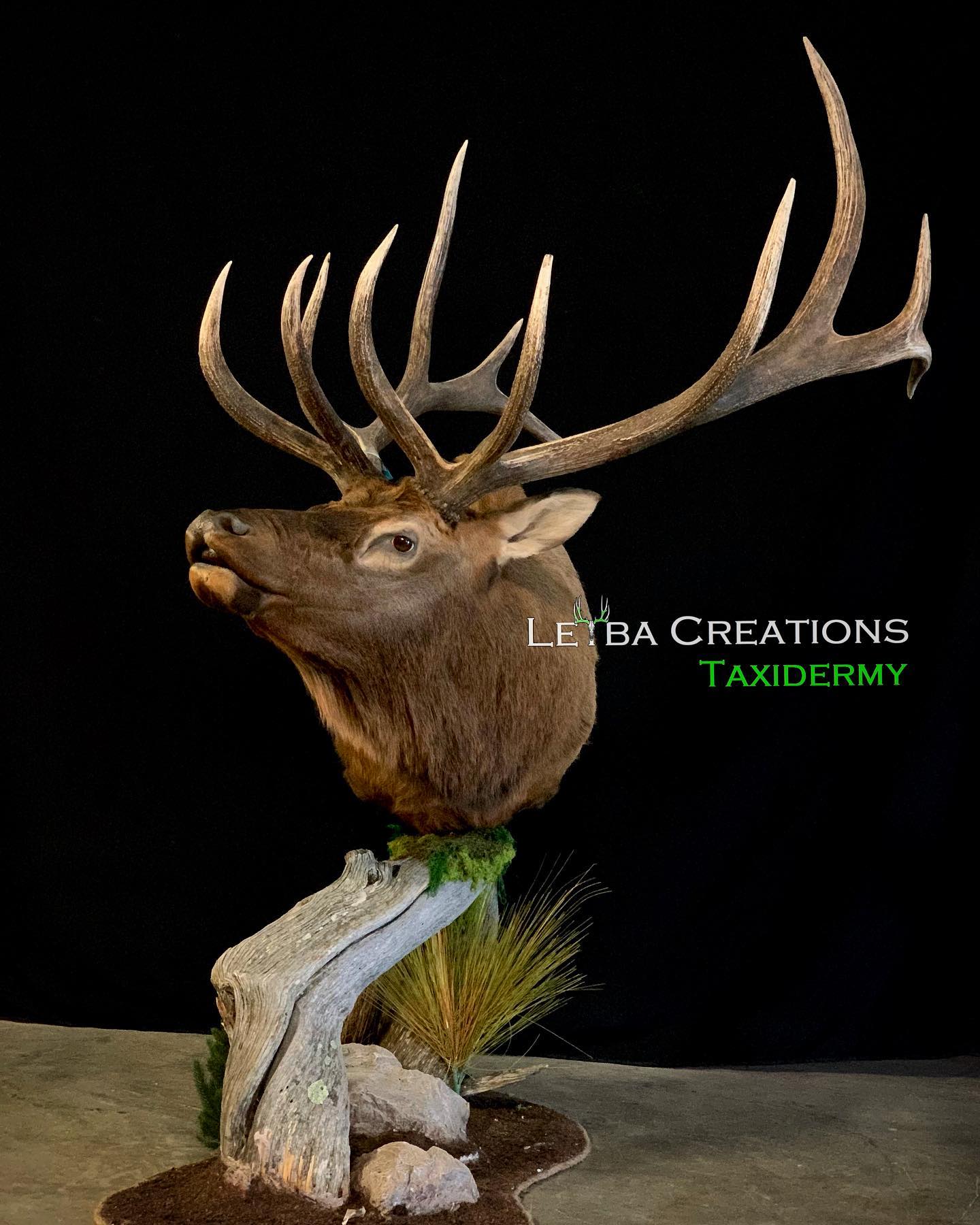 A deer head is sitting on top of a rock.