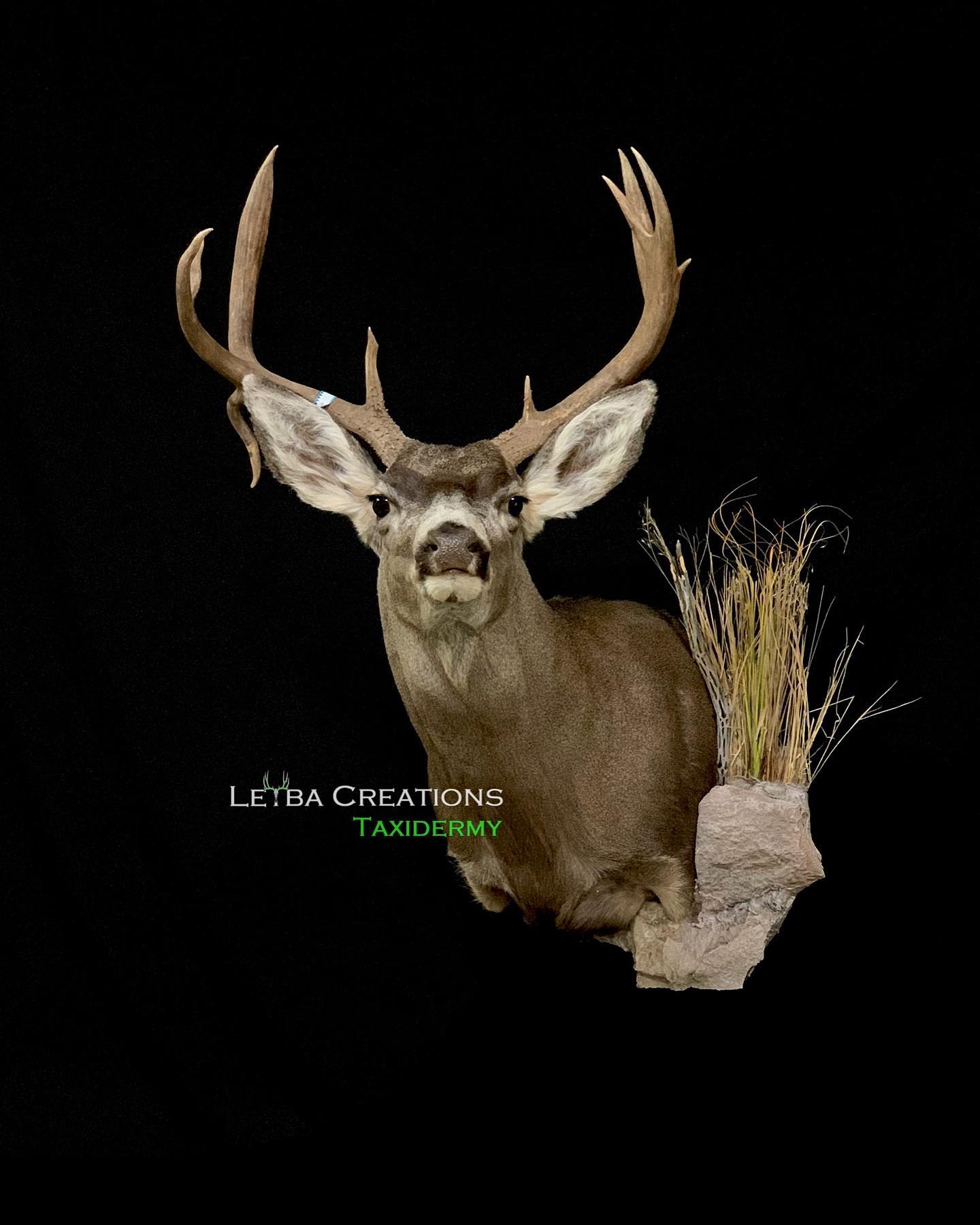 A deer with antlers is standing on a rock on a black background.