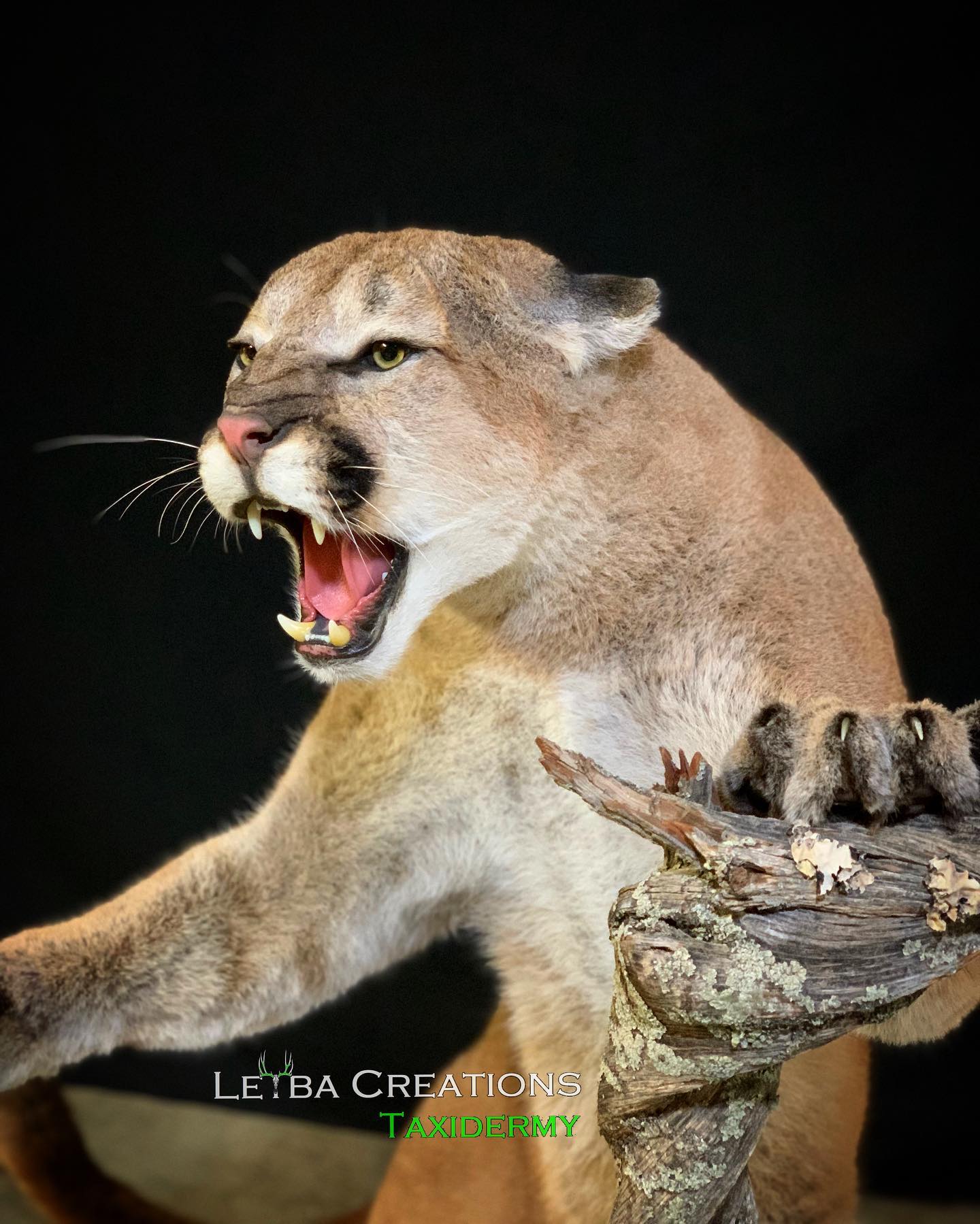 A stuffed mountain lion with its mouth open is standing on a tree branch.