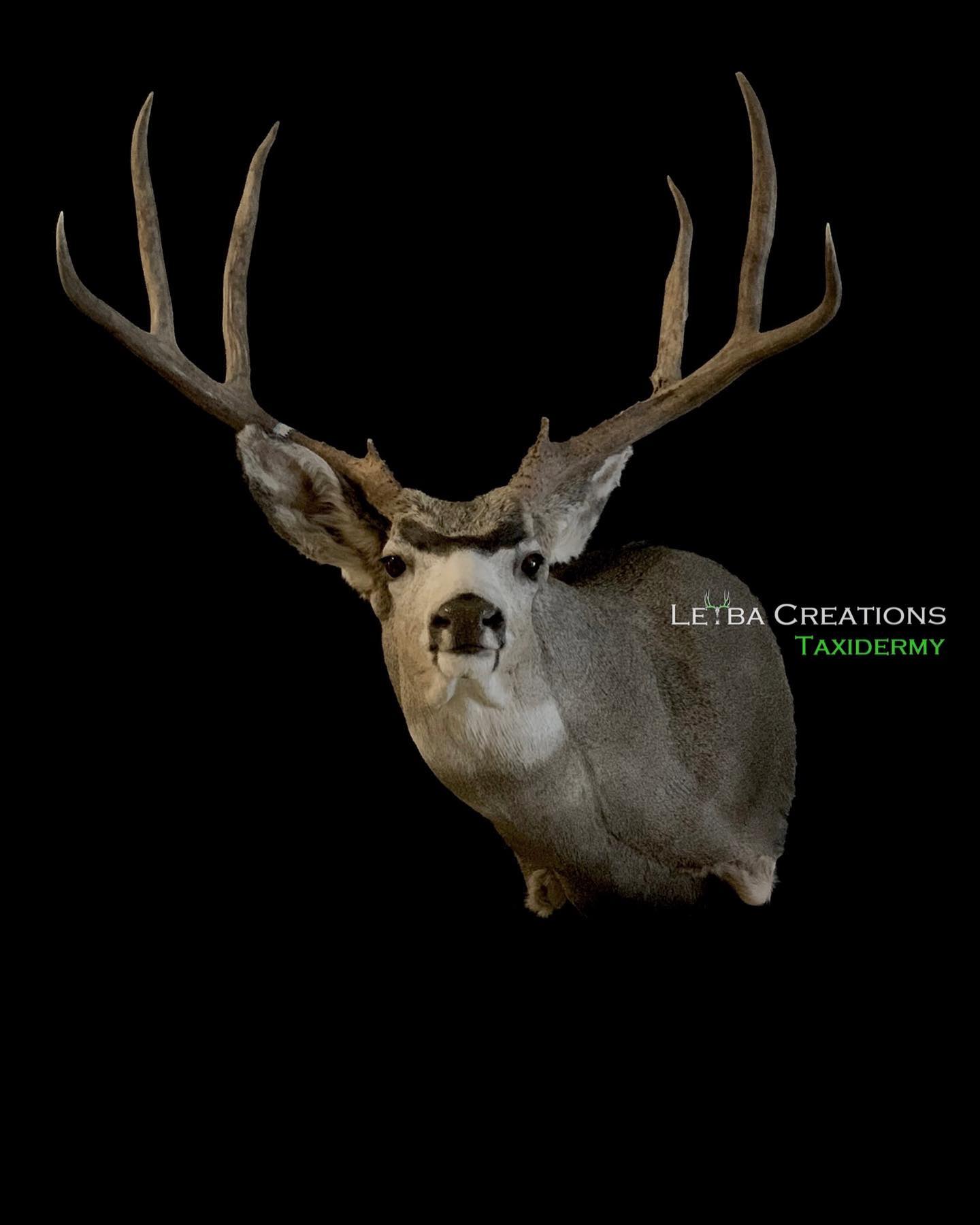 A deer head mounted on a black background.