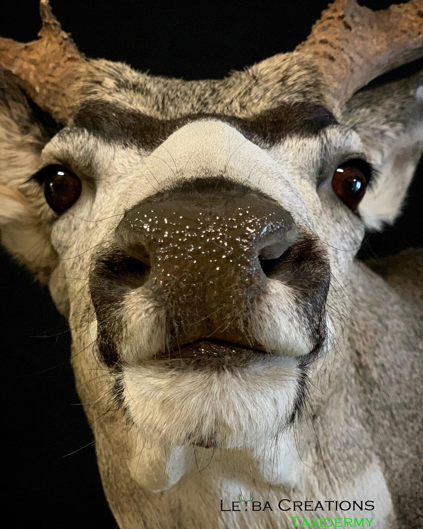 A close up of a reindeer 's face with a black background.