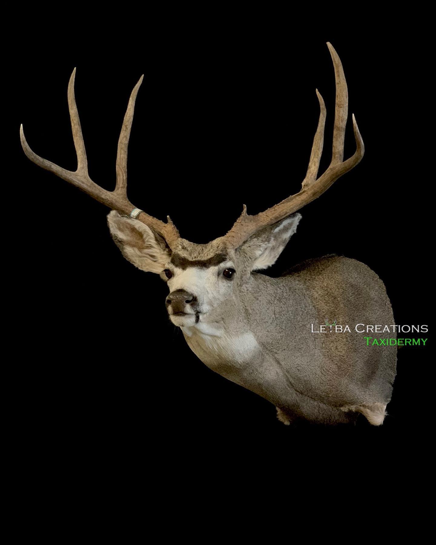 A close up of a deer head with antlers on a black background.