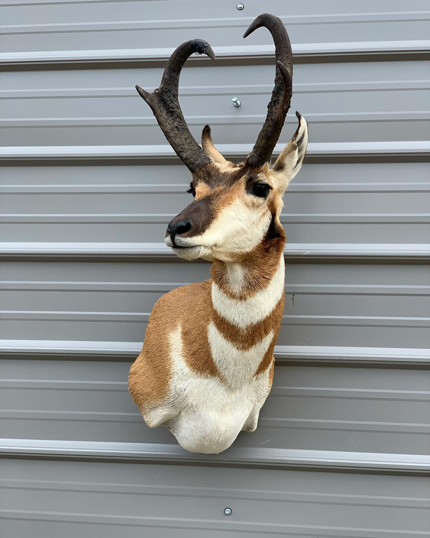 A deer head is hanging on a metal wall.