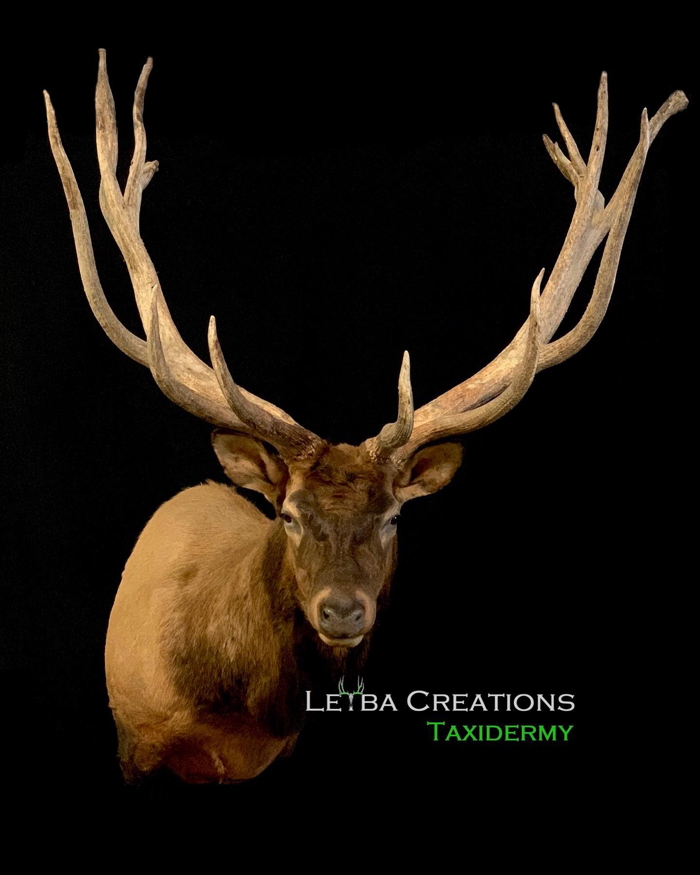 A close up of a deer 's head on a black background