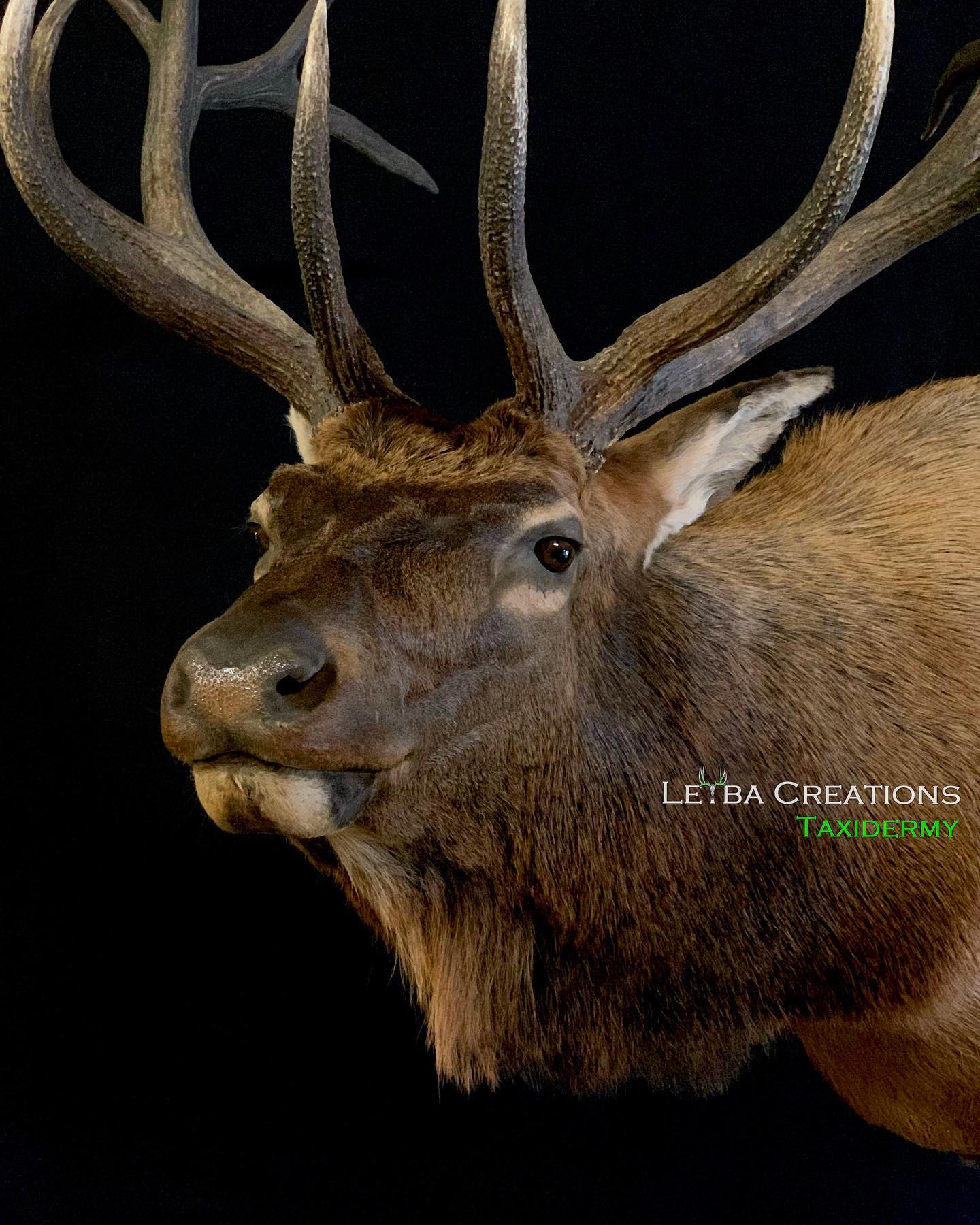 A close up of a deer 's head with antlers on a black background.