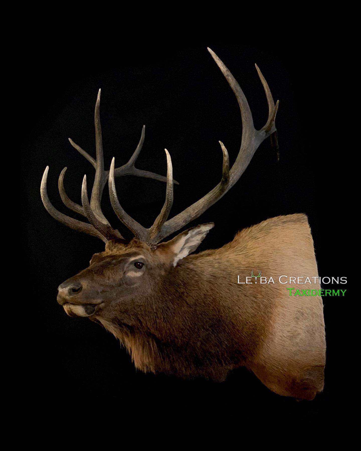 A close up of a deer head with antlers on a black background