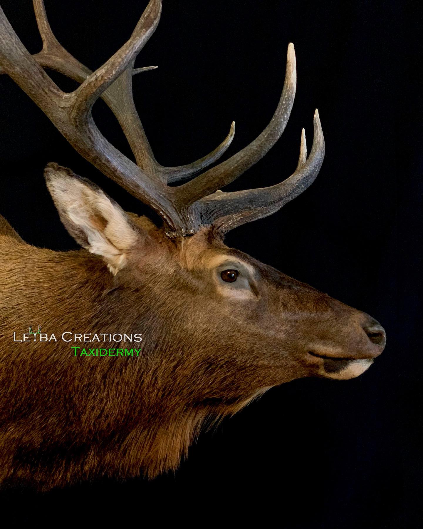 A close up of a deer 's head with antlers on a black background.