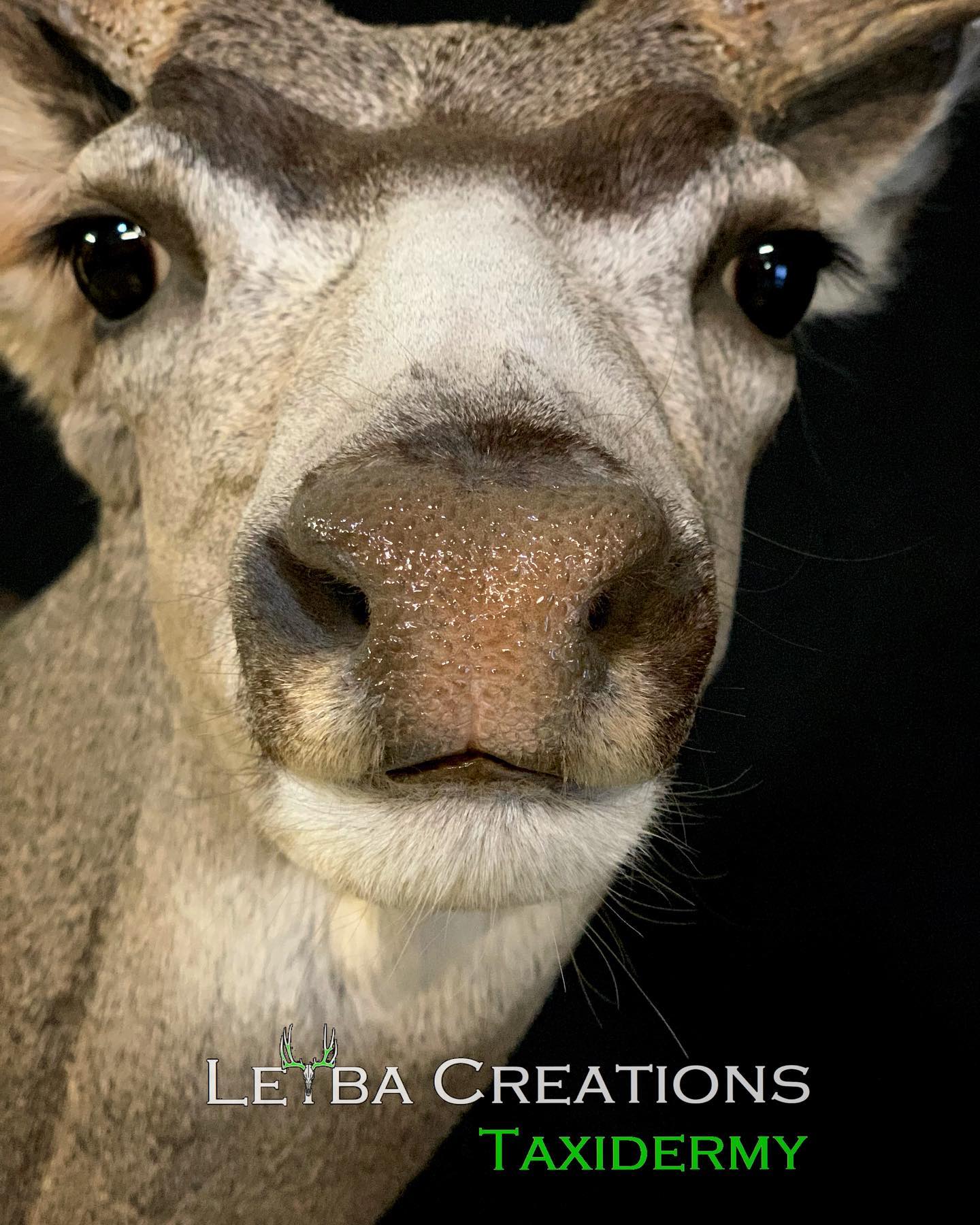 A close up of a deer 's face with a black background.