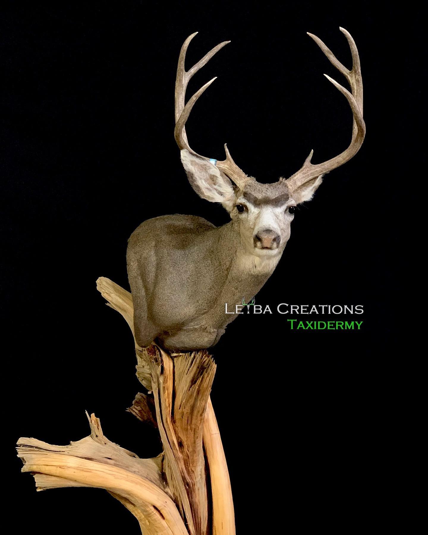 A deer is sitting on top of a tree branch.