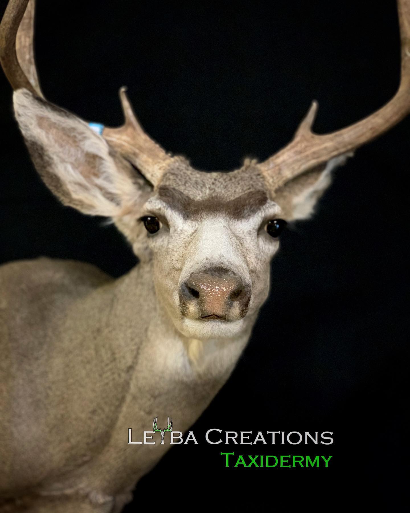 A close up of a stuffed deer with taxidermy written on the bottom