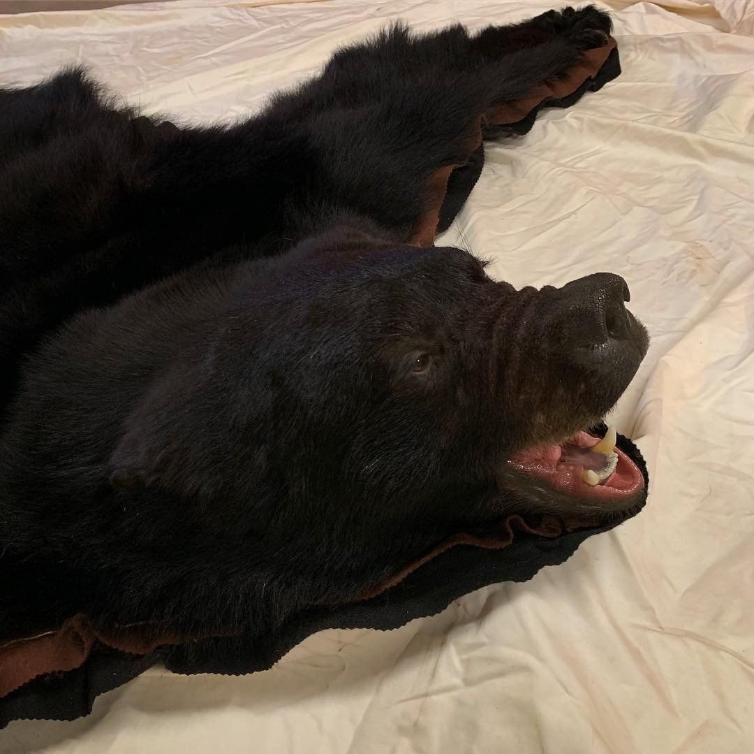 A black bear laying on a bed with its mouth open
