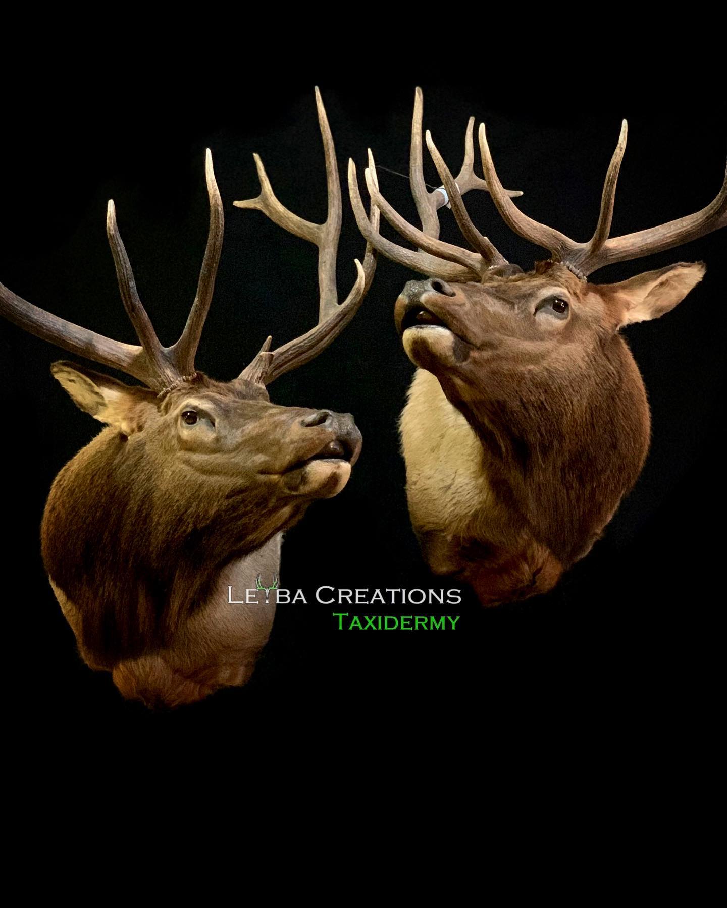 Two deer heads are mounted on a black background.