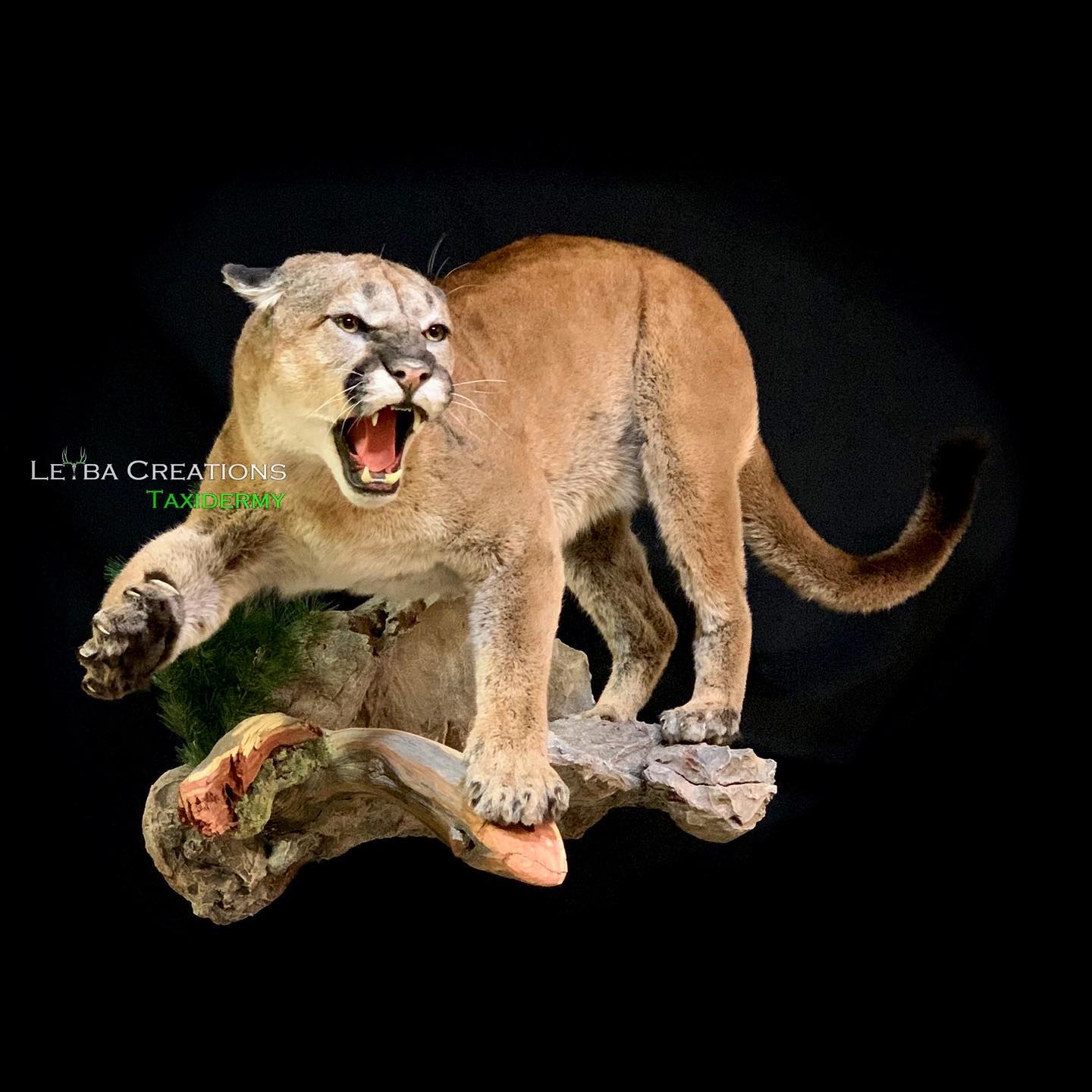 A stuffed mountain lion is standing on a rock with its mouth open.