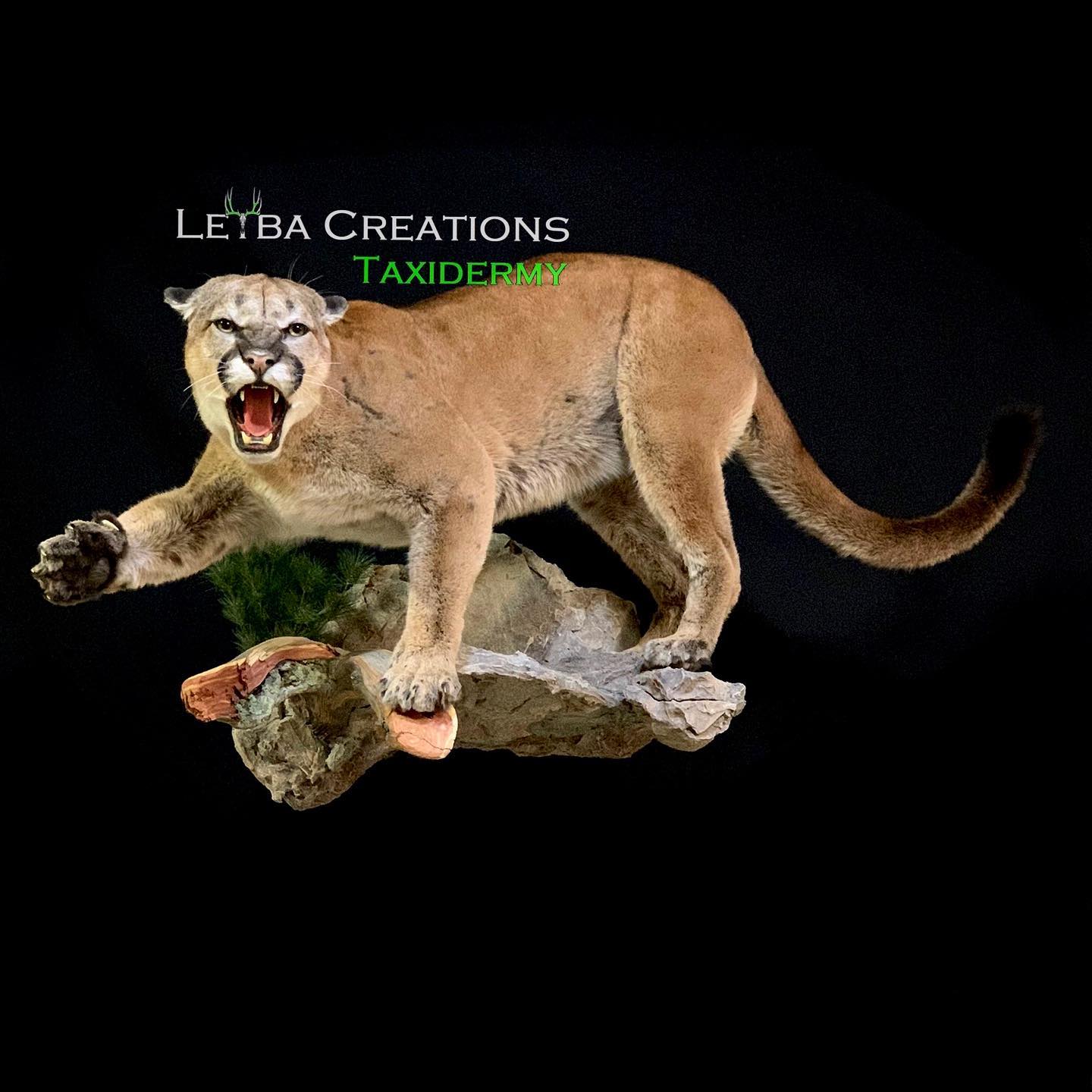 A stuffed mountain lion is standing on a rock with its mouth open.