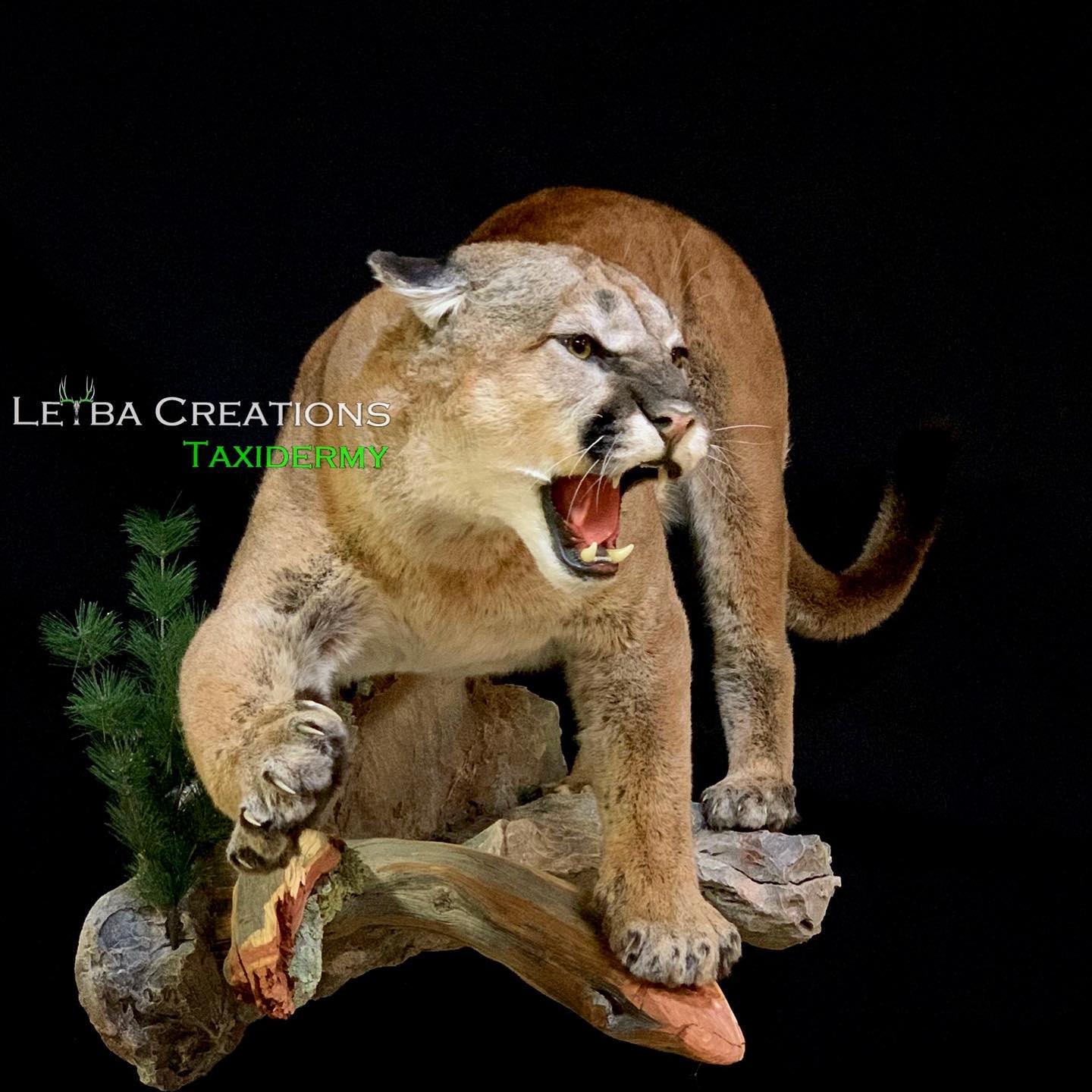 A statue of a mountain lion with its mouth open