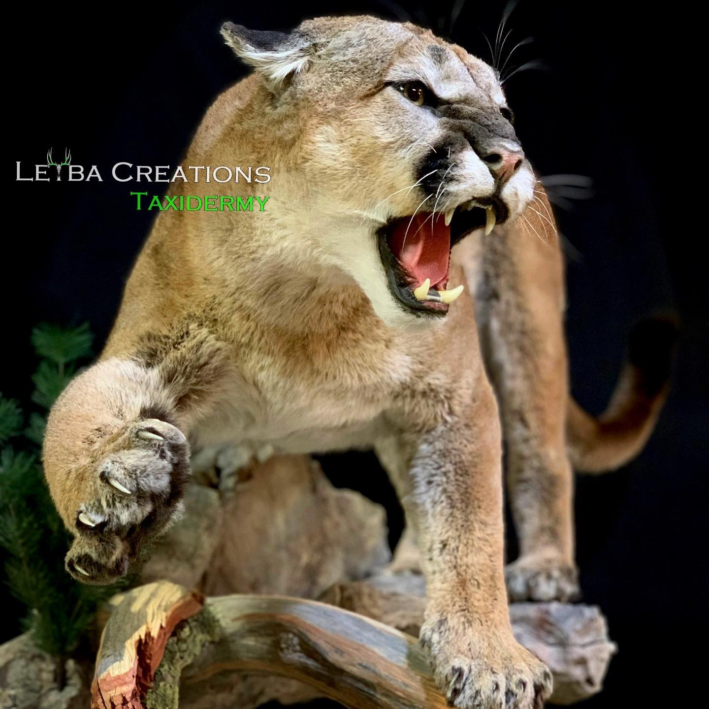 A statue of a mountain lion with its mouth open