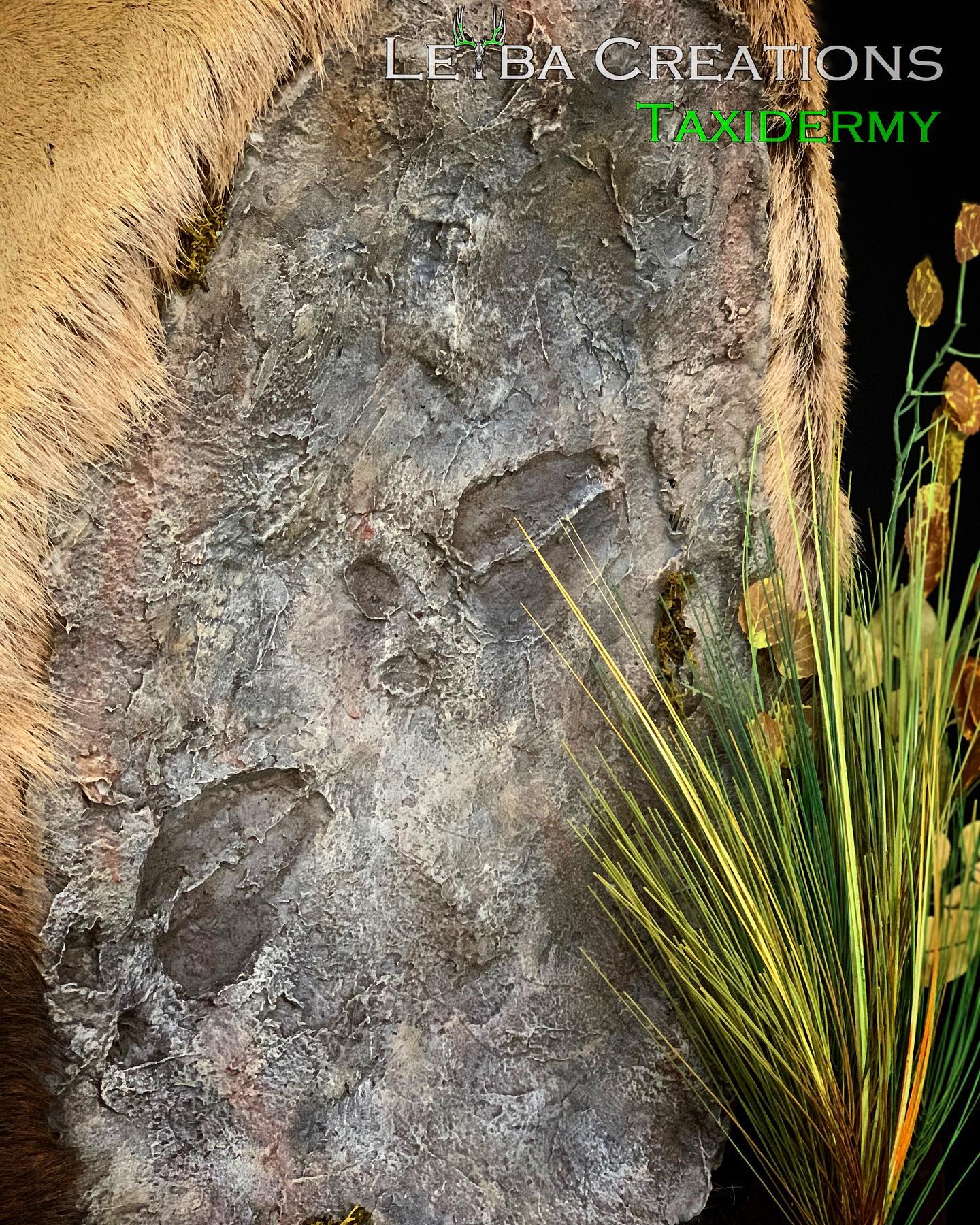 A close up of a rock with a plant in front of it.