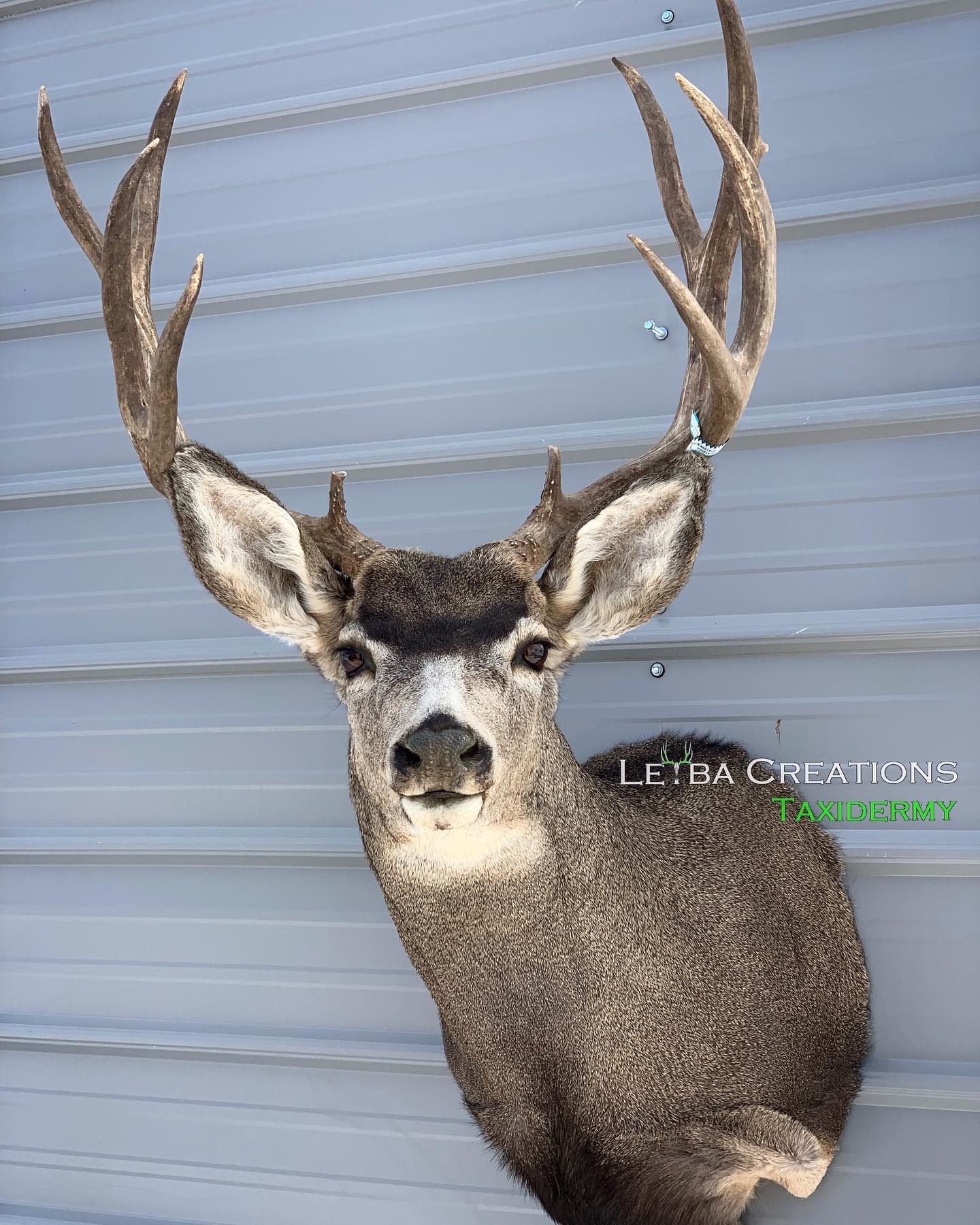 A deer head is hanging on a metal wall.