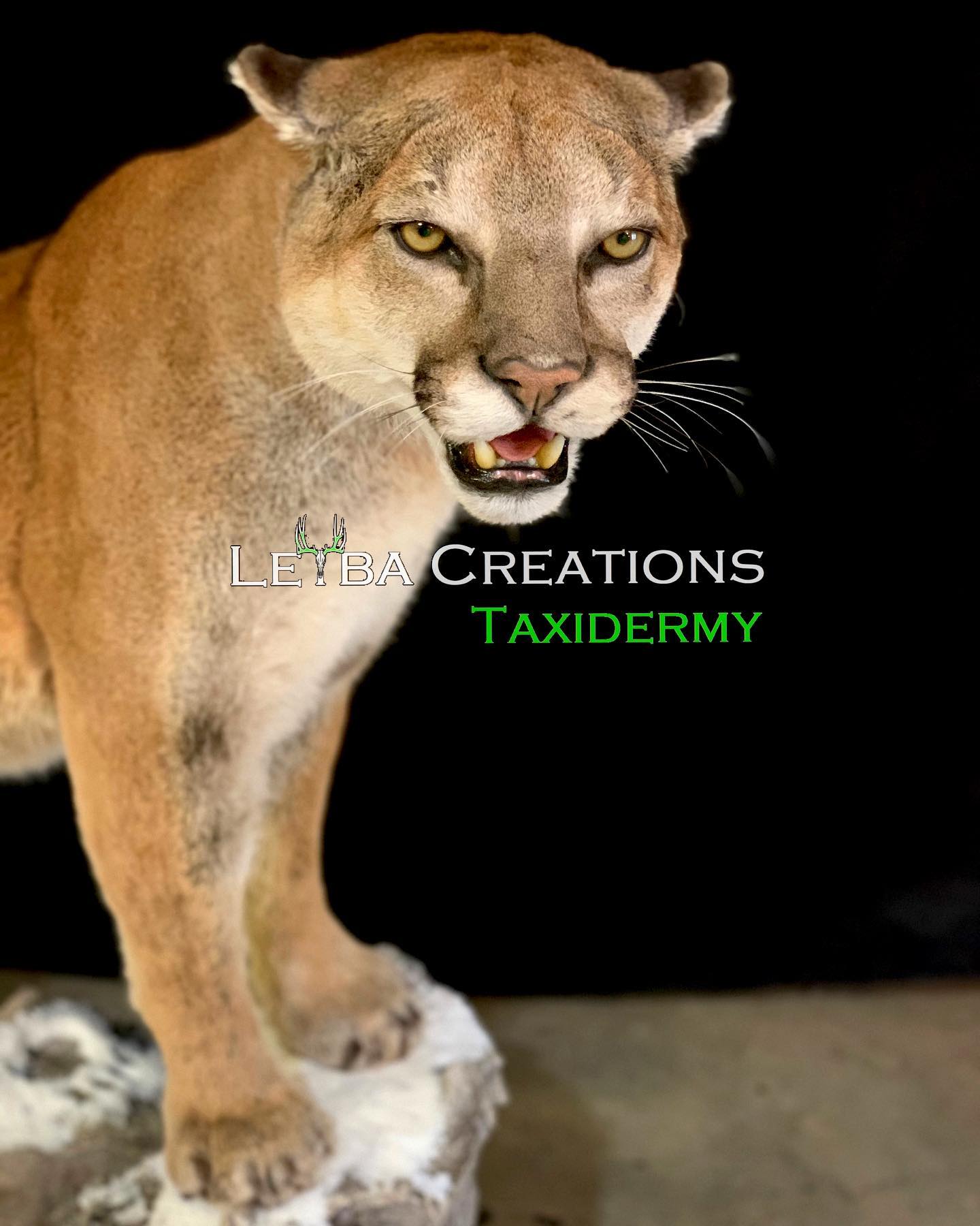 A stuffed mountain lion is standing on a rock with its mouth open.