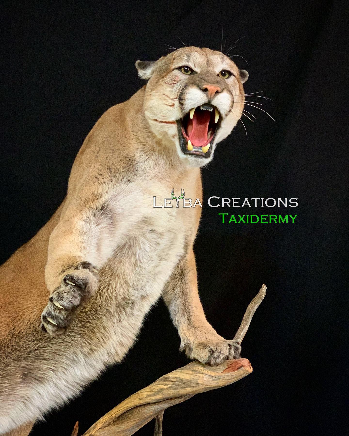 A stuffed mountain lion is standing on a branch with its mouth open.