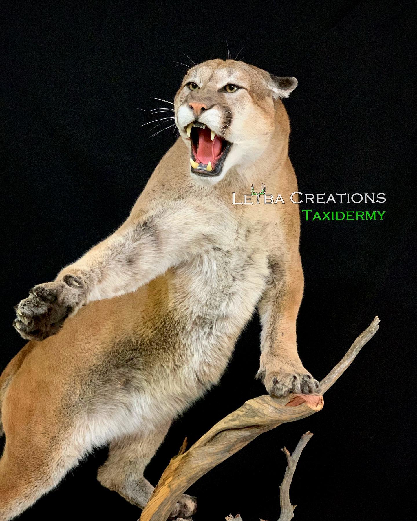 A stuffed animal of a mountain lion with its mouth open