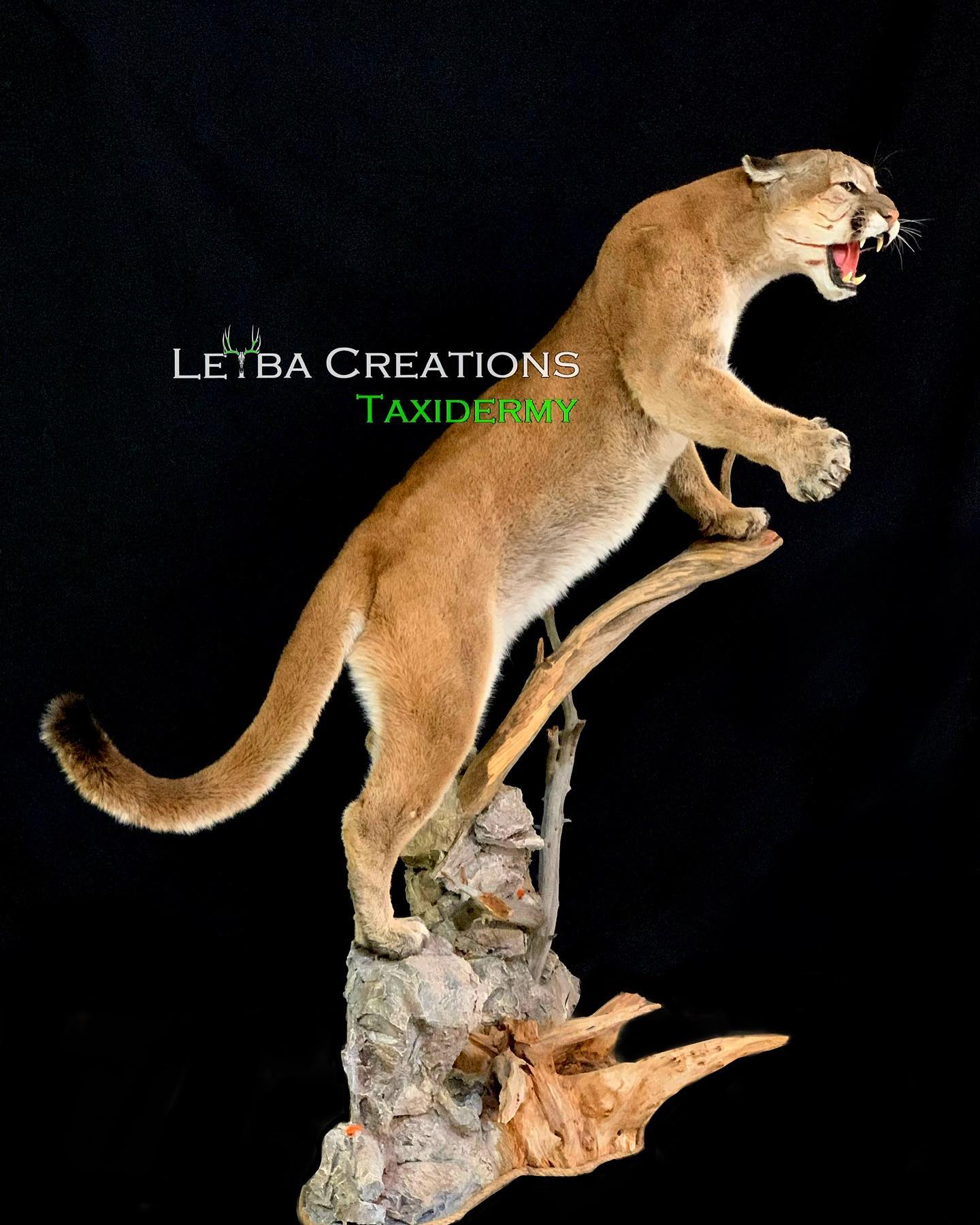 A stuffed mountain lion is standing on a tree branch