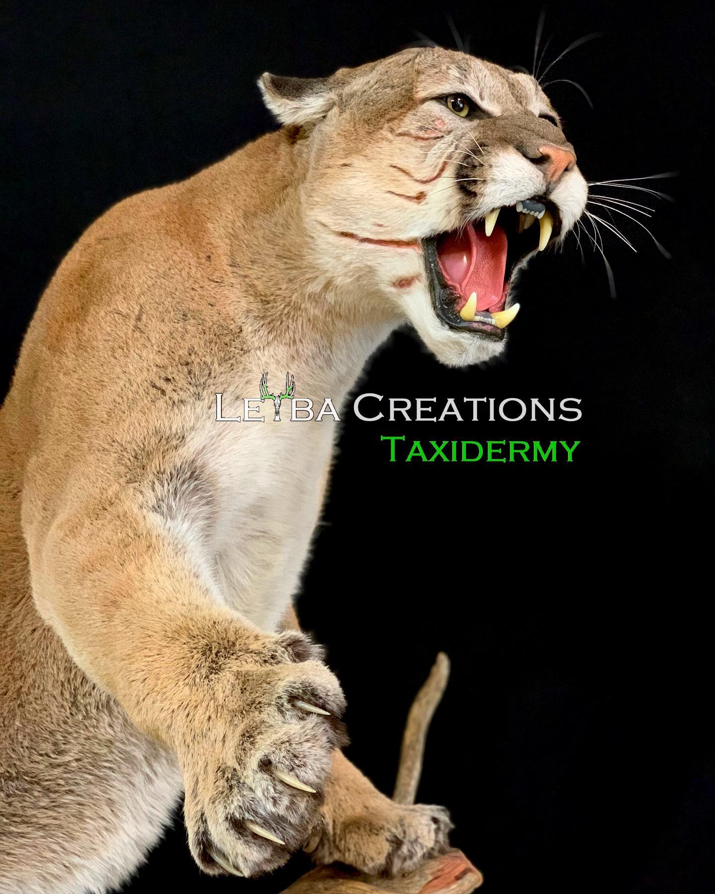 A taxidermy mount of a mountain lion with its mouth open