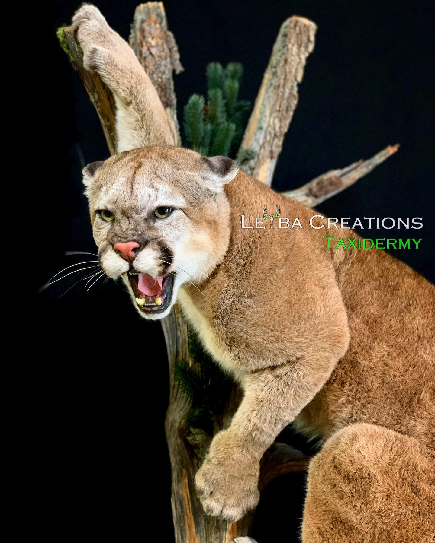 A stuffed mountain lion is sitting on a tree branch with its mouth open.