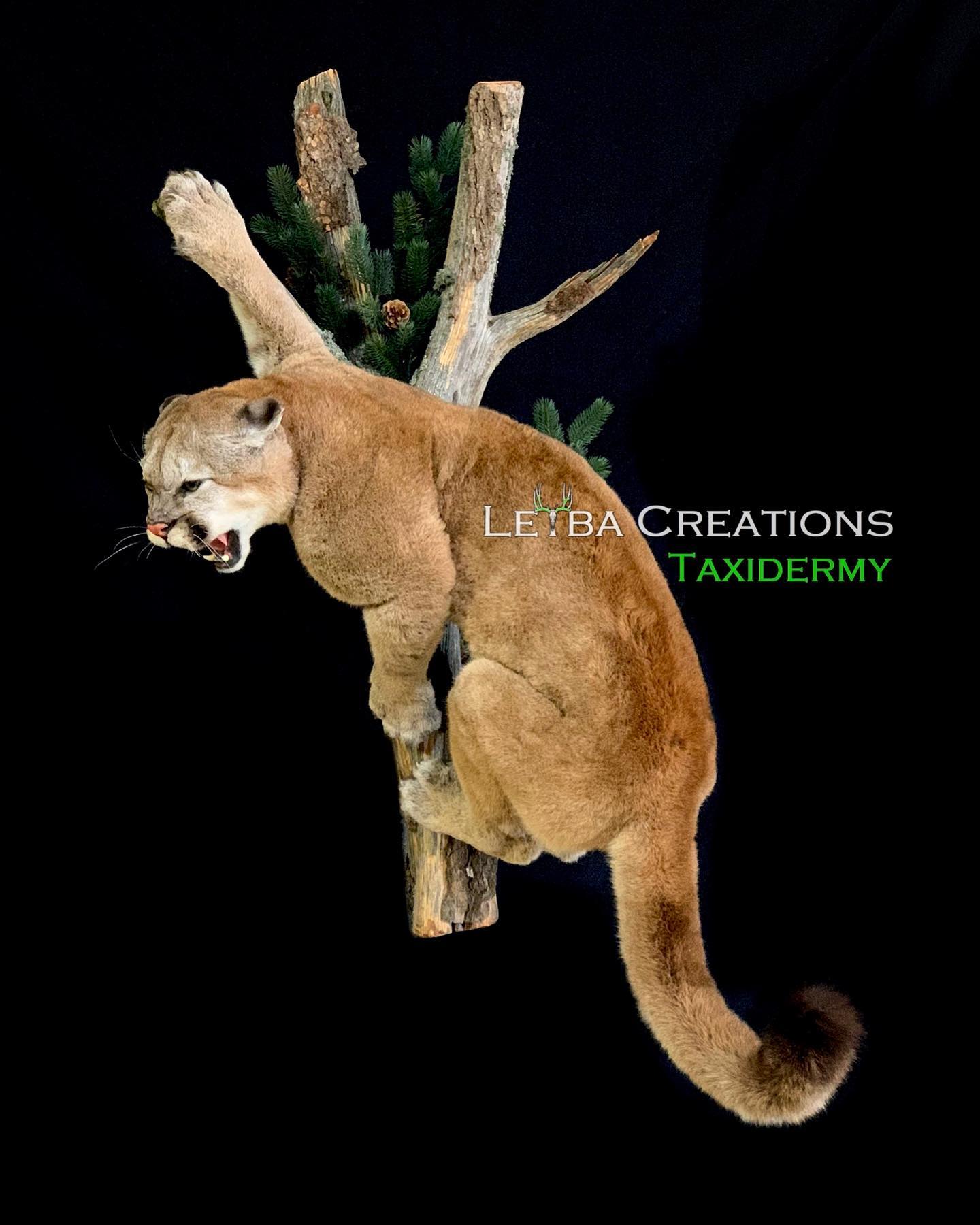 A stuffed mountain lion is hanging from a tree branch.