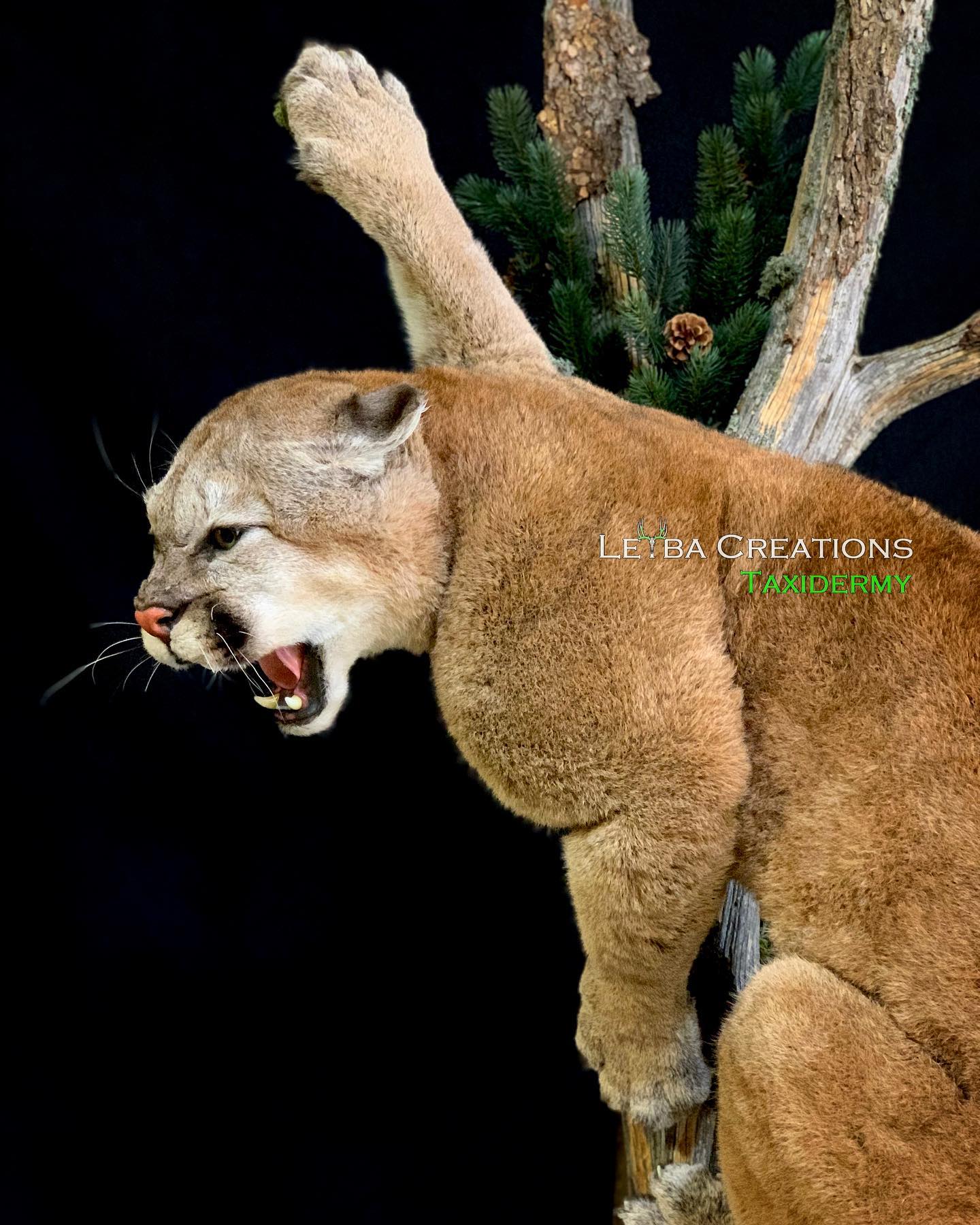 A mountain lion is sitting on a tree branch with its mouth open.