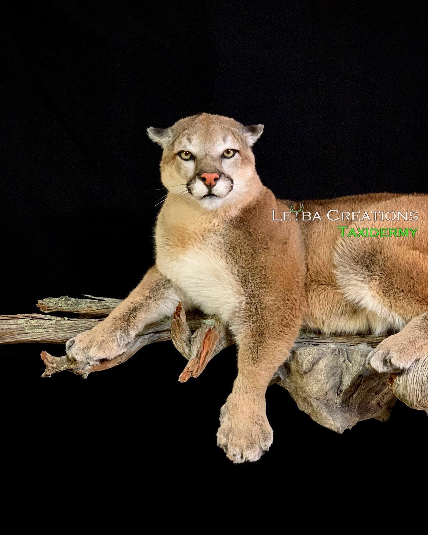A stuffed mountain lion is laying on a tree branch.