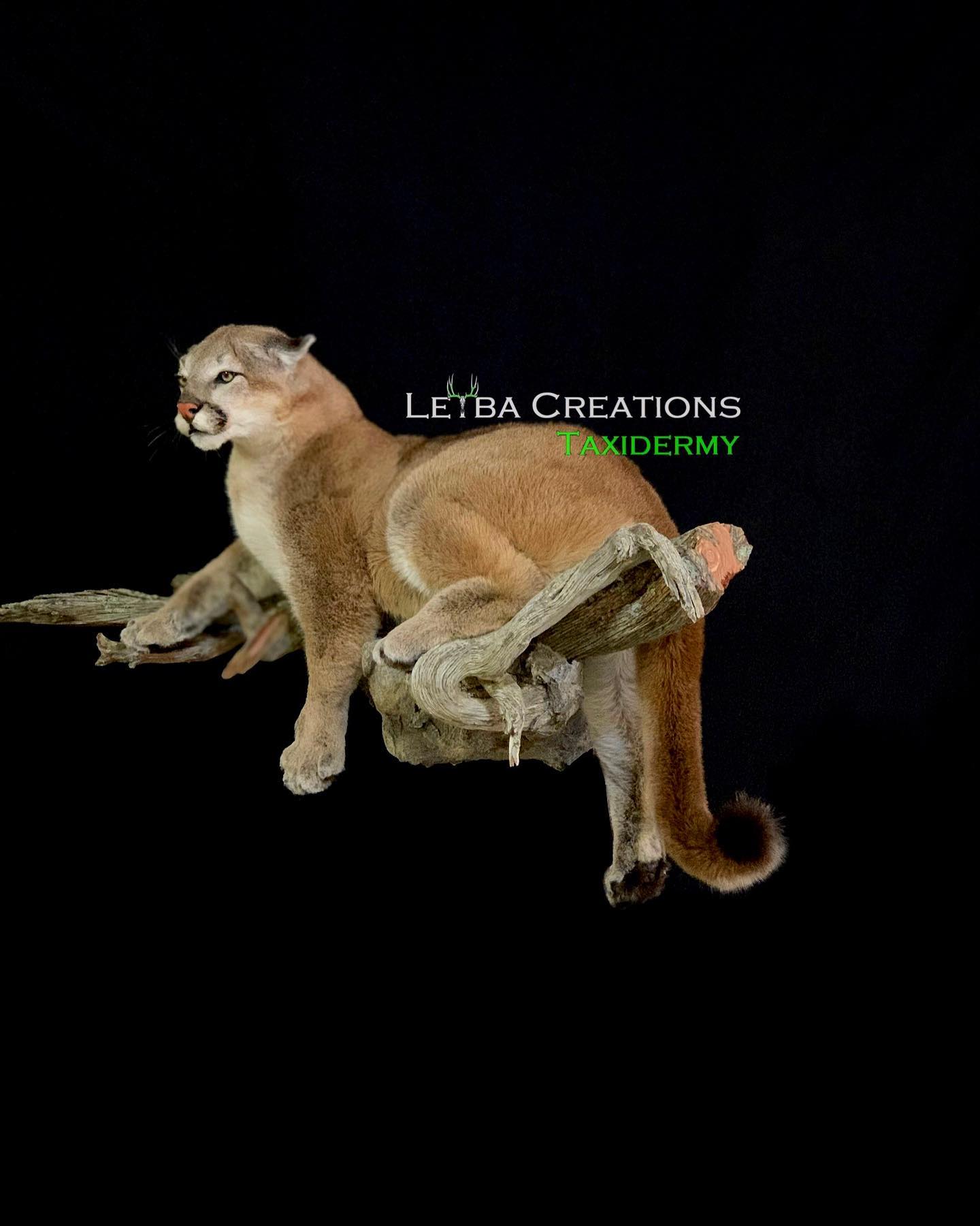 A mountain lion is sitting on top of a tree branch.