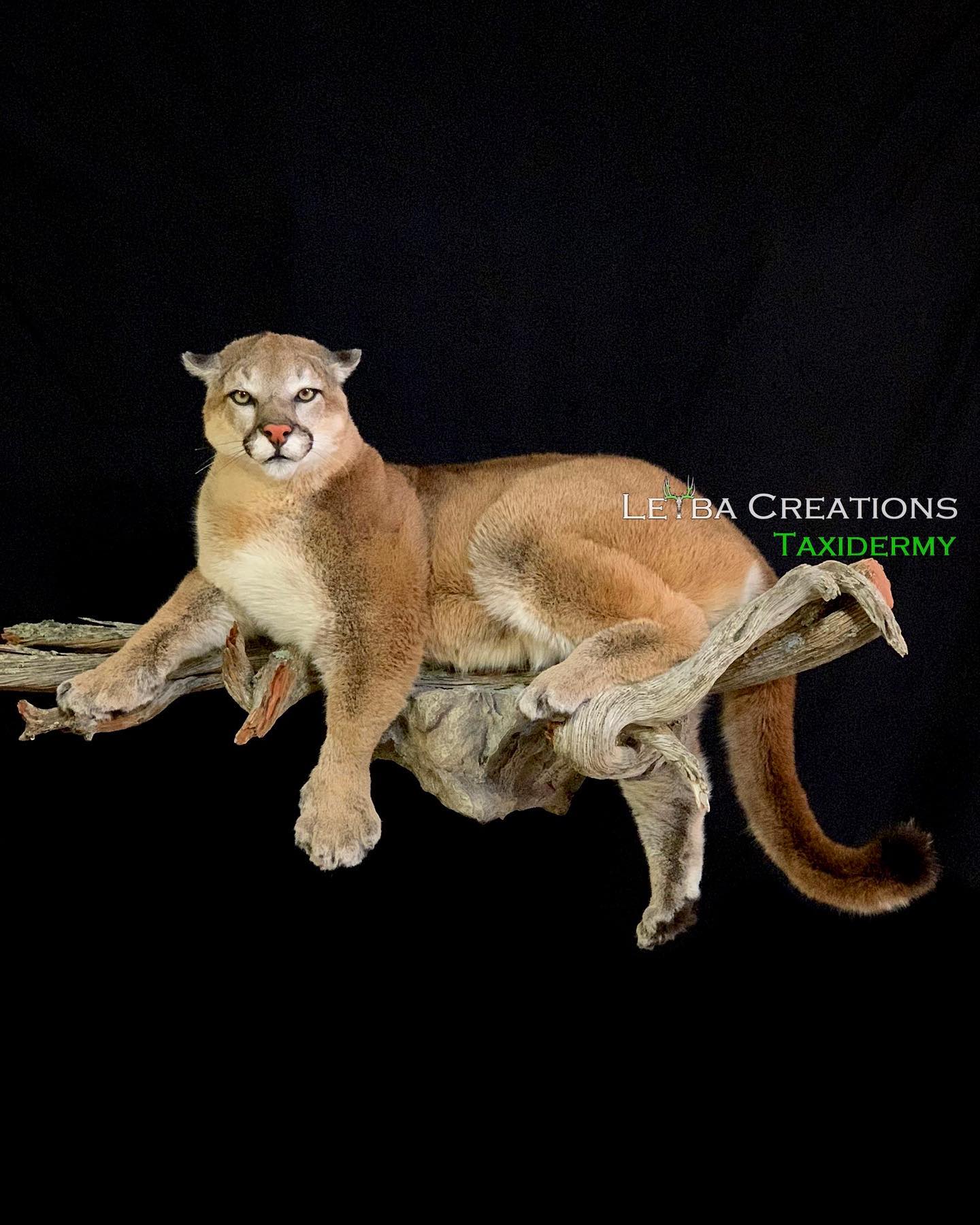 A stuffed mountain lion is sitting on a tree branch.