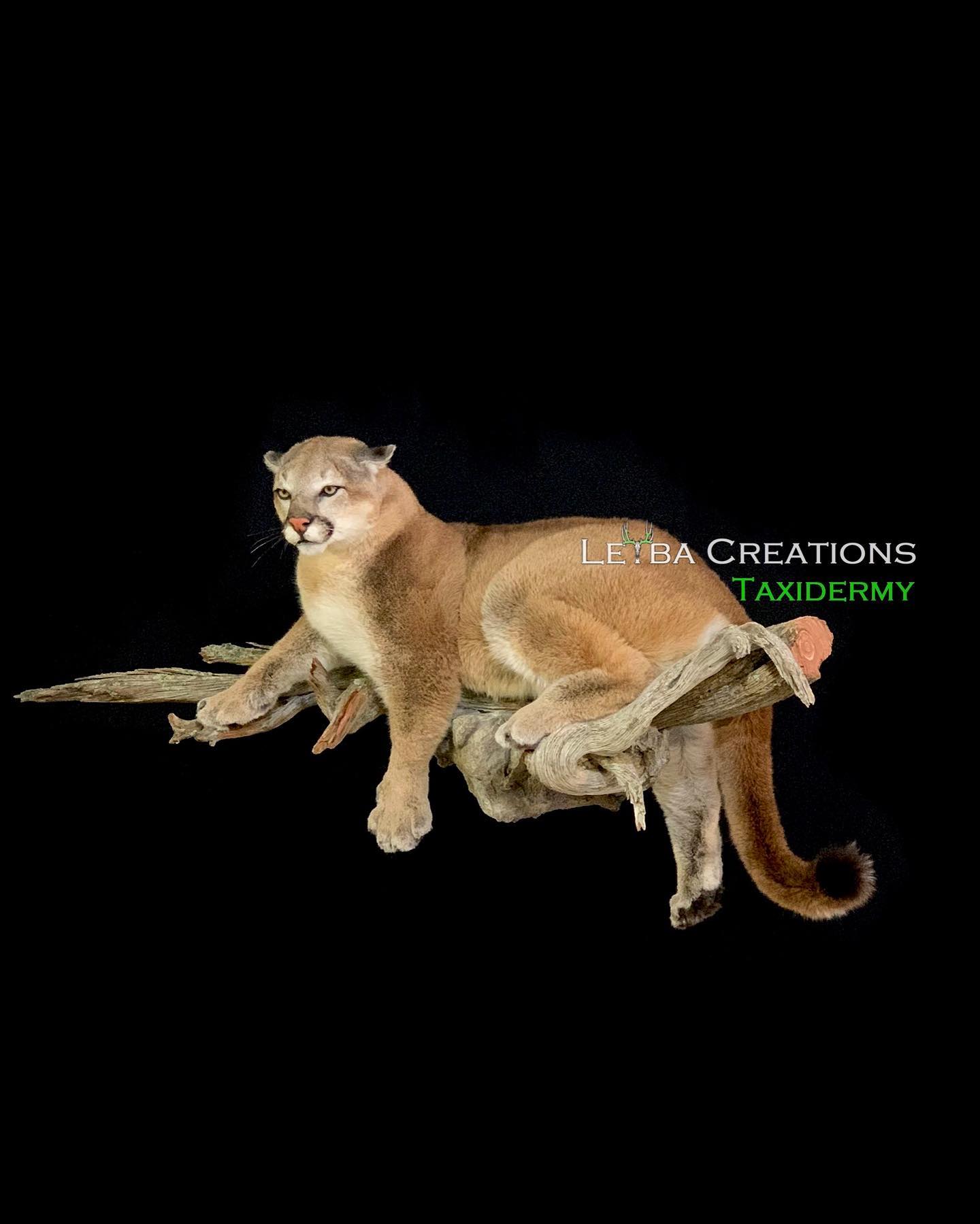 A cougar is sitting on a branch on a black background.